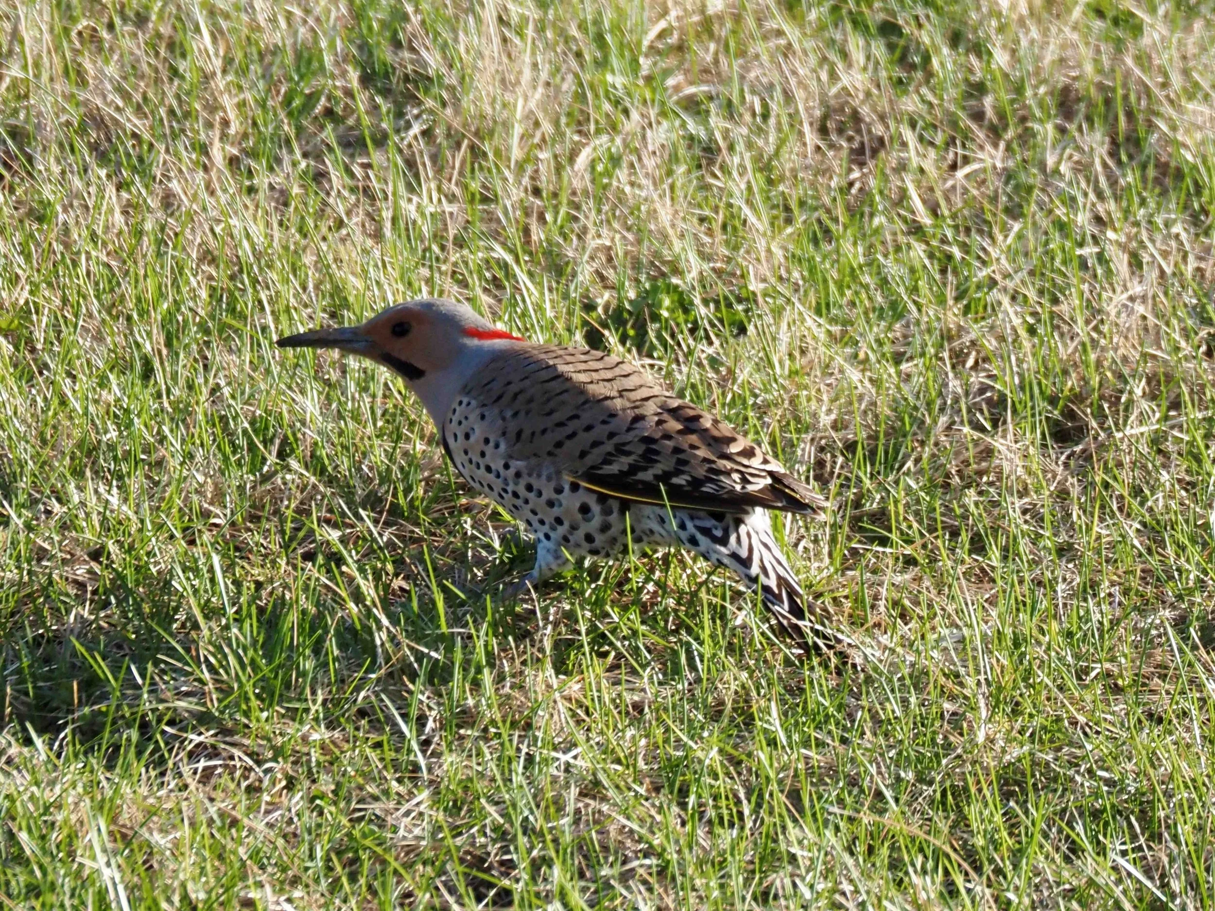 Flicker at Owego.jpg