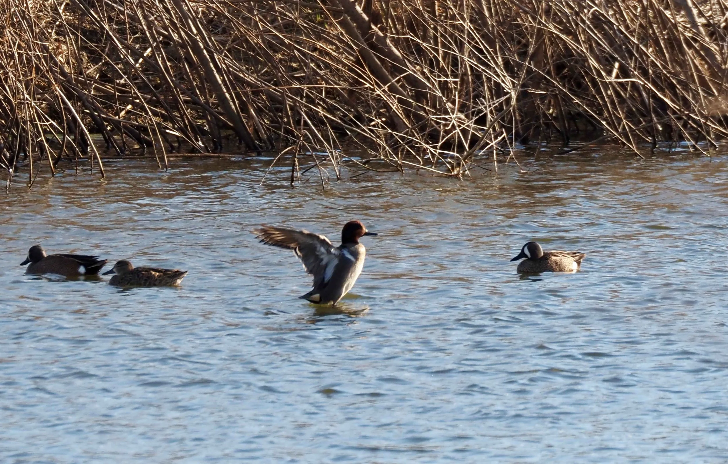 Teal at Owego revised.jpg