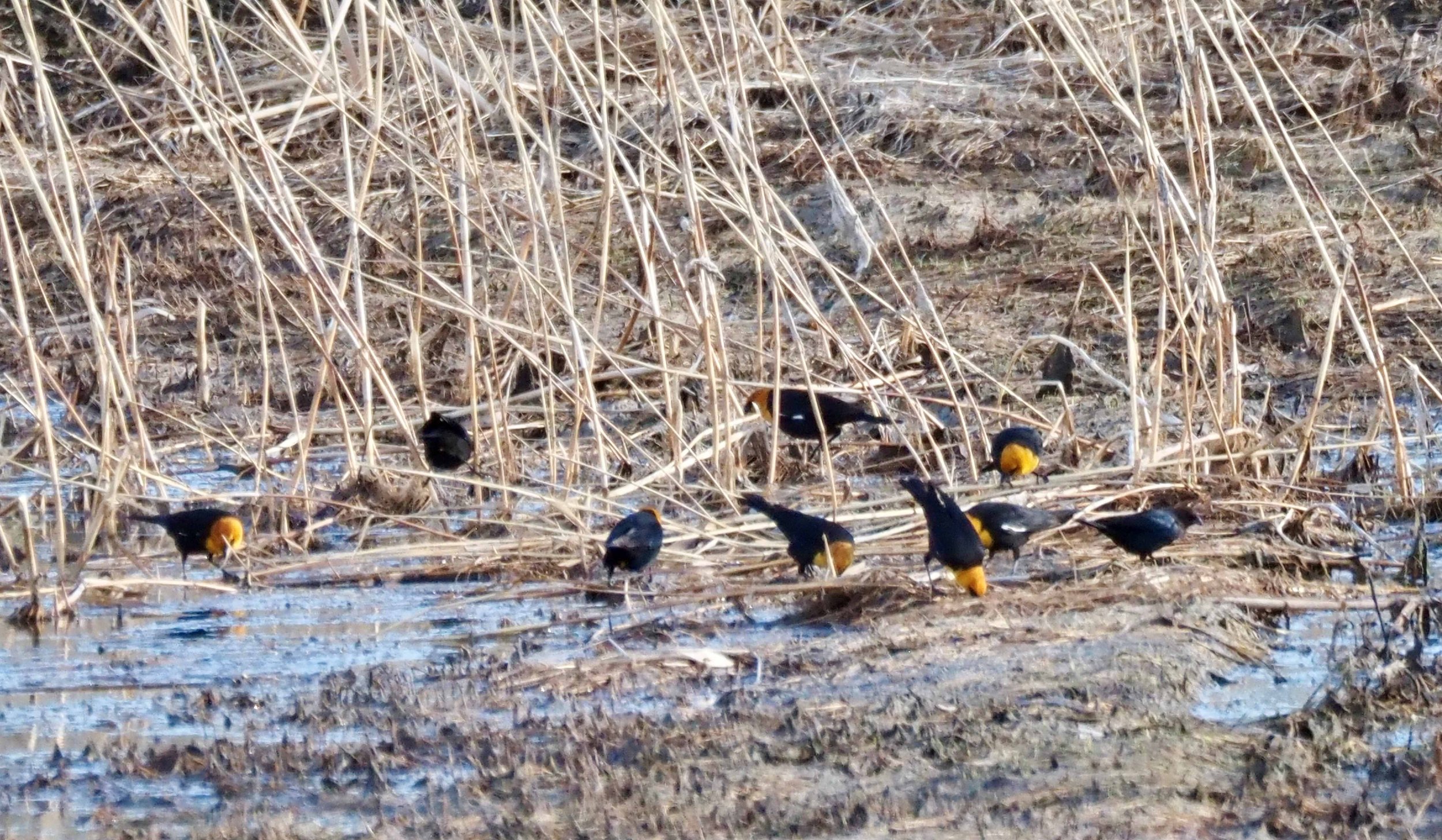 Yellow-headed Blackbirds 2.jpg