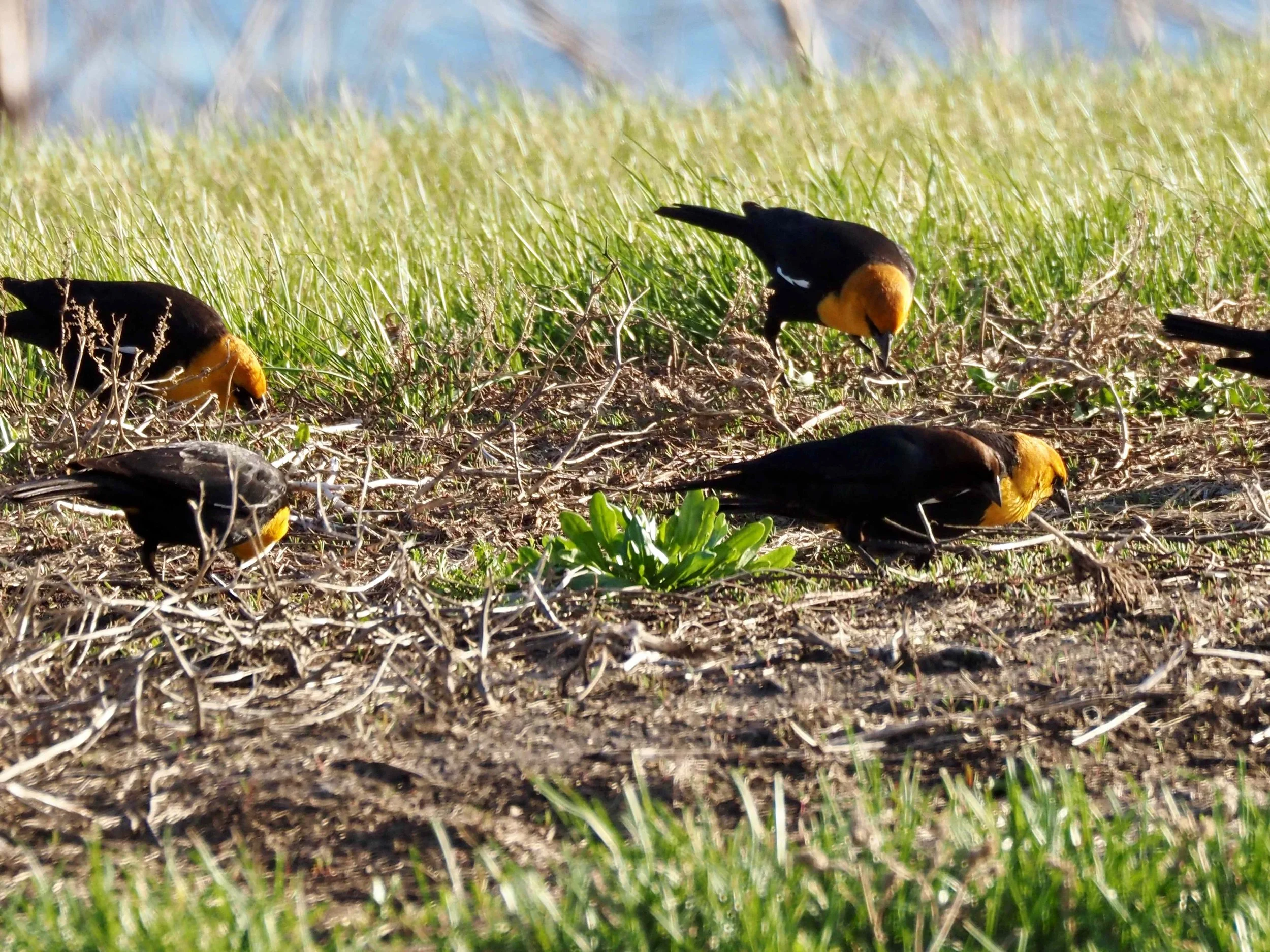 Yellow-headed Blackbirds Dairy Farm.jpg