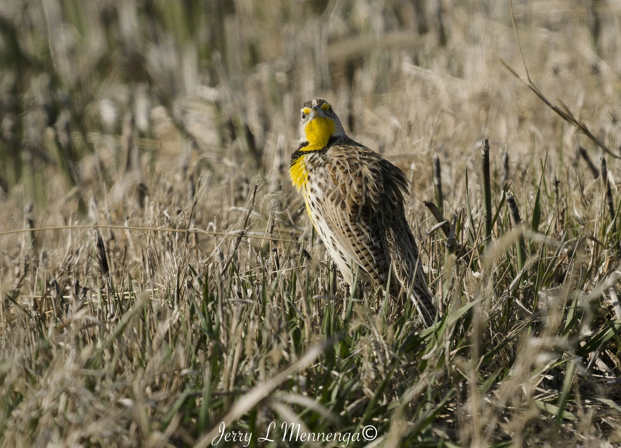 BirdsOwegoWetland202604-08_0191_DxO.jpg