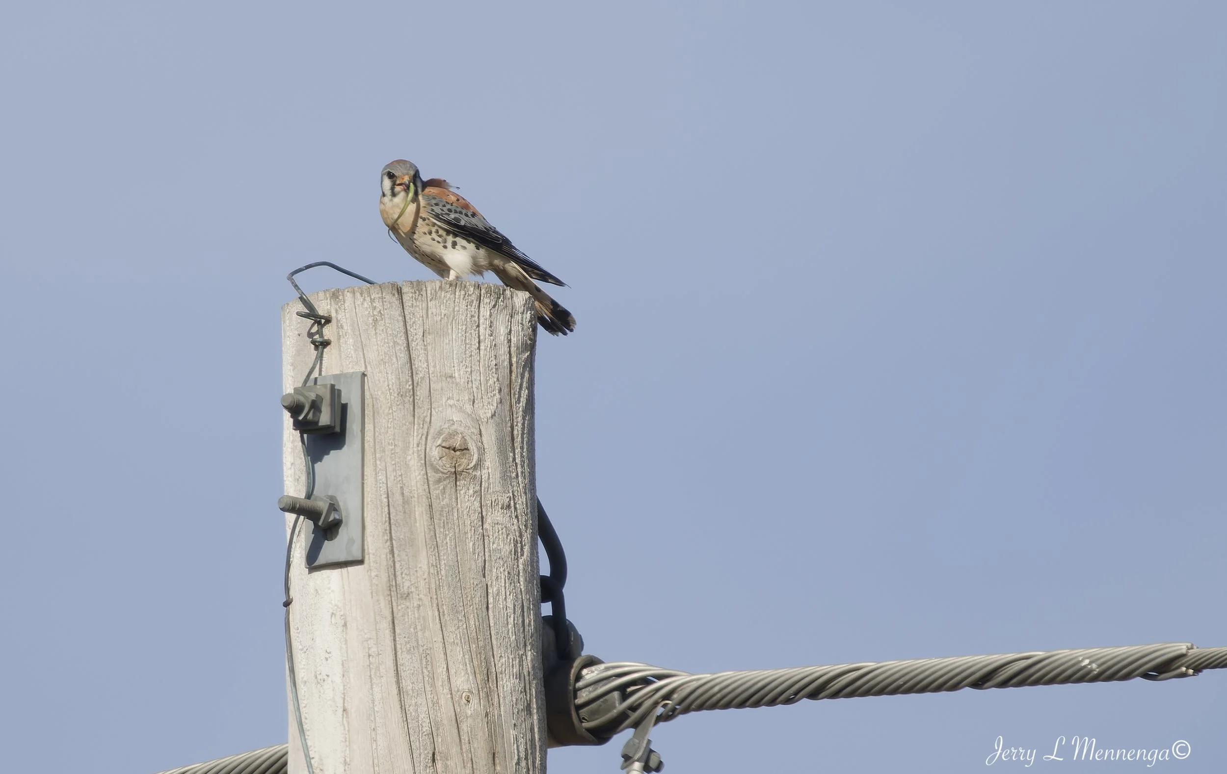 BirdsOwegoWetland202604-08_0400_DxO.jpg