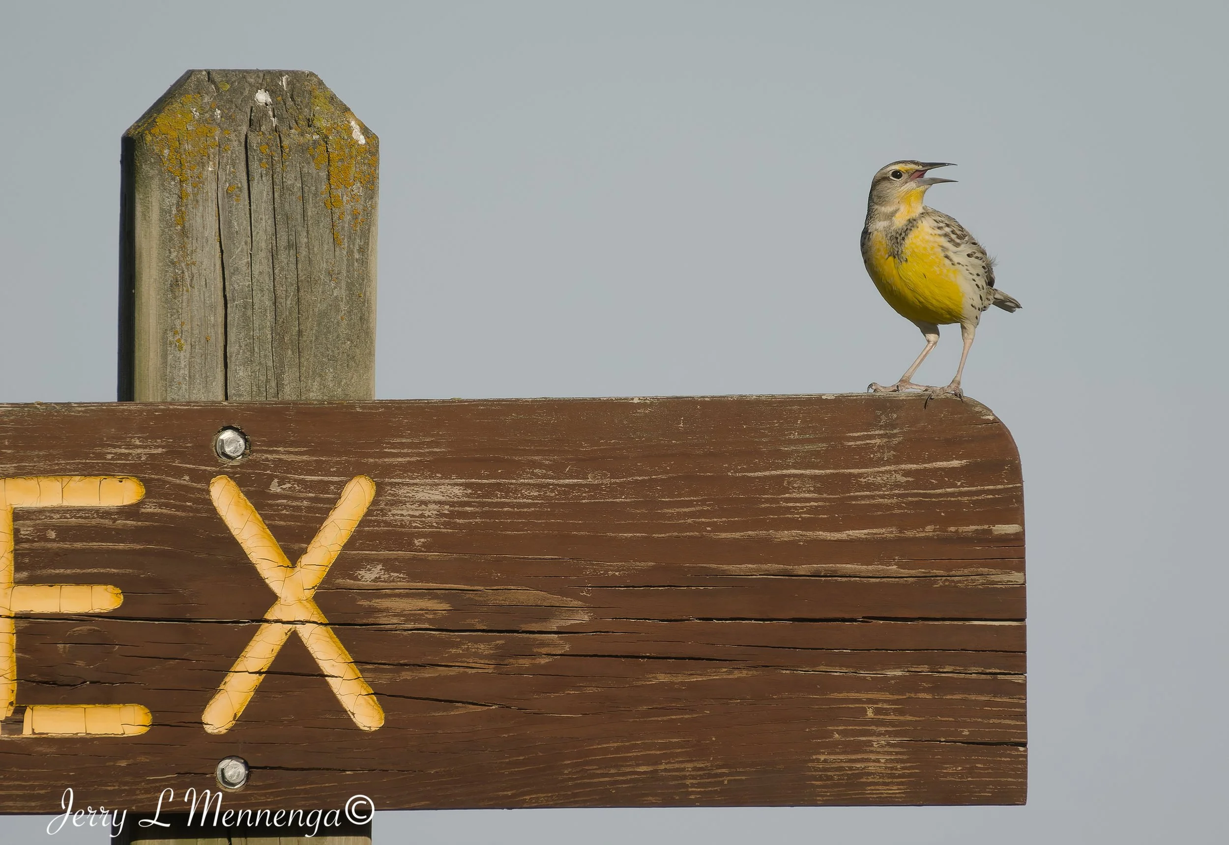 BirdsOwegoWetland202604-08_0798_DxO.jpg