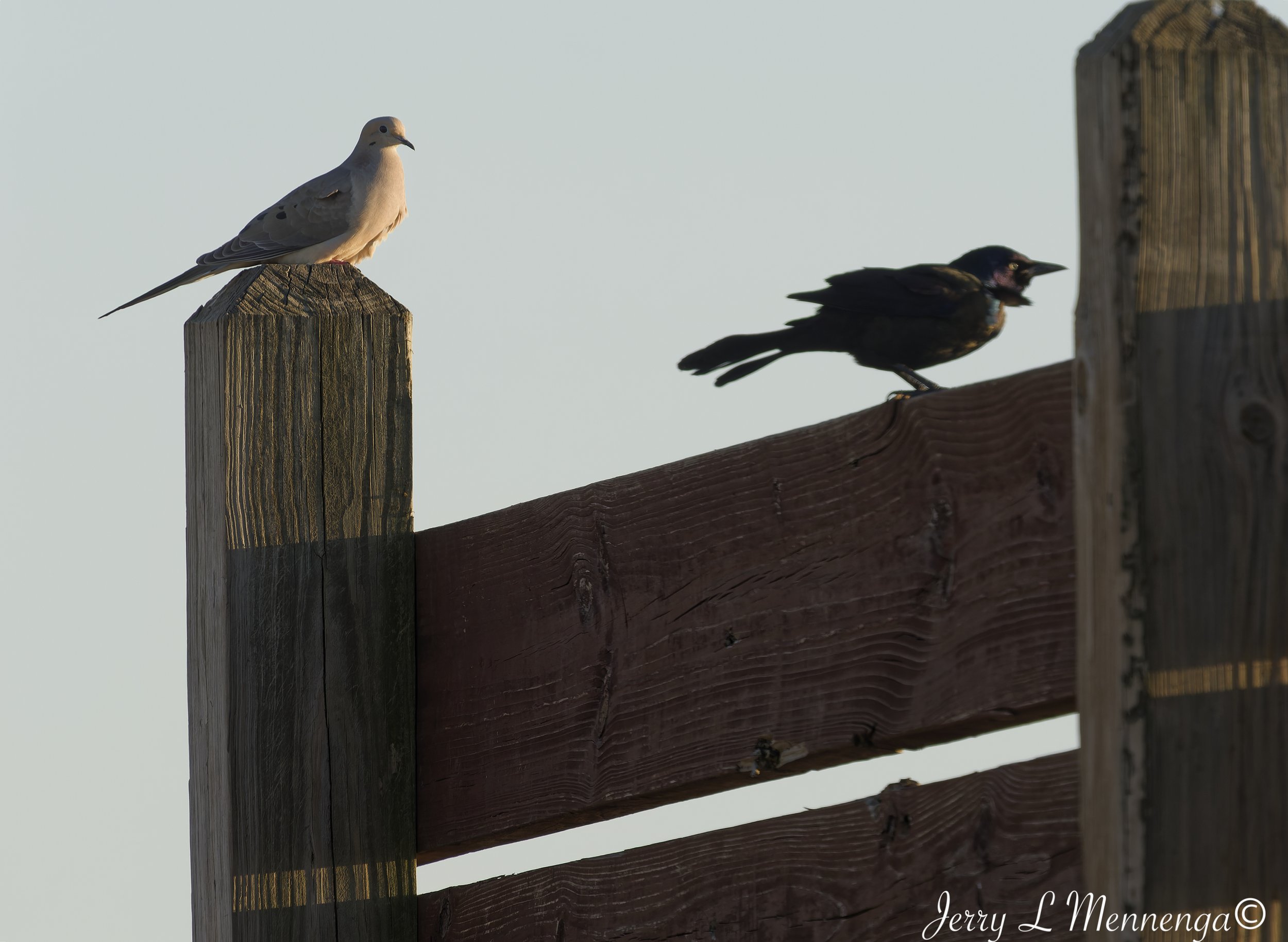 BirdsOwegoWetland202604-08_1203_DxO.jpg