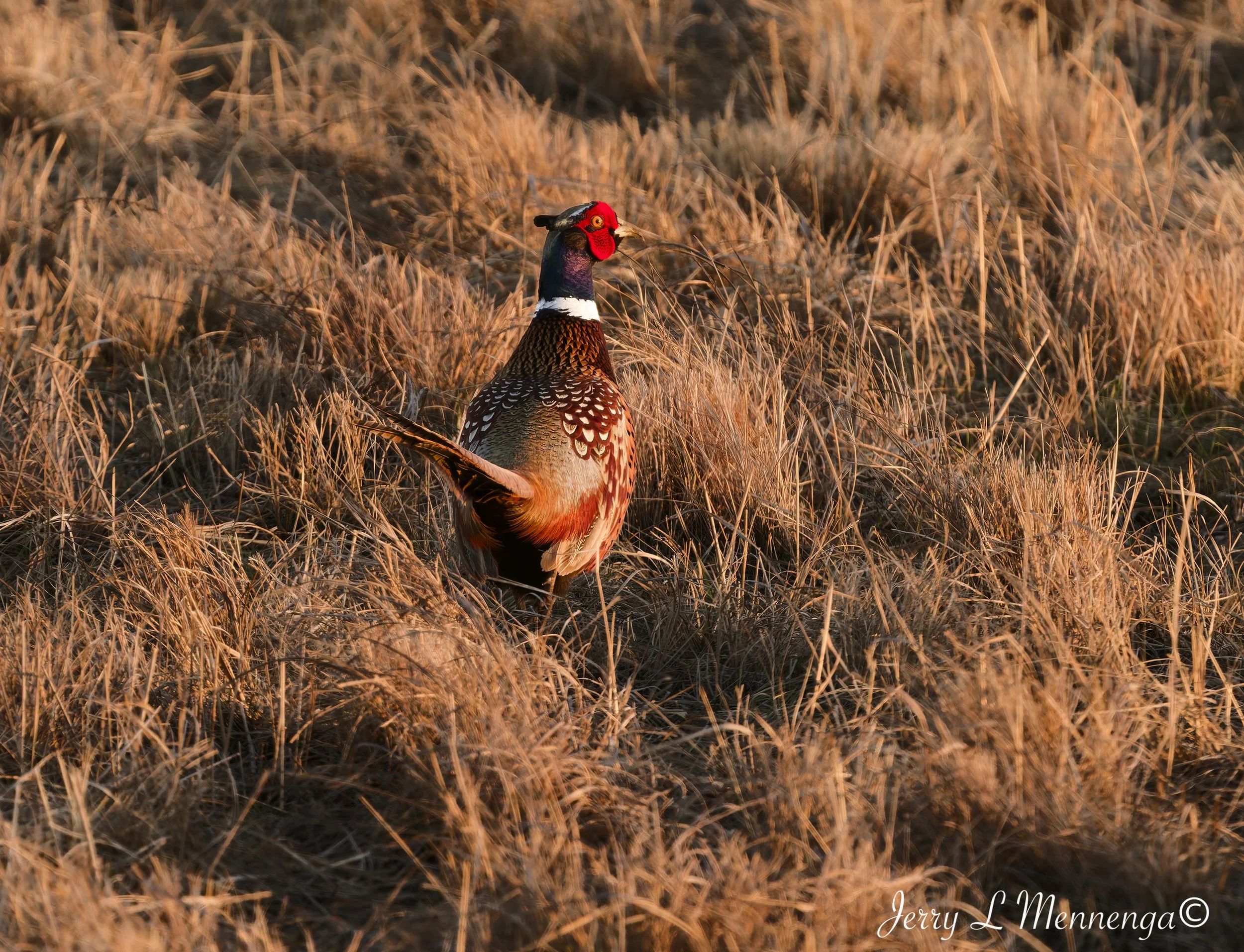 BirdsOwegoWetland202604-08_1301_DxO.jpg