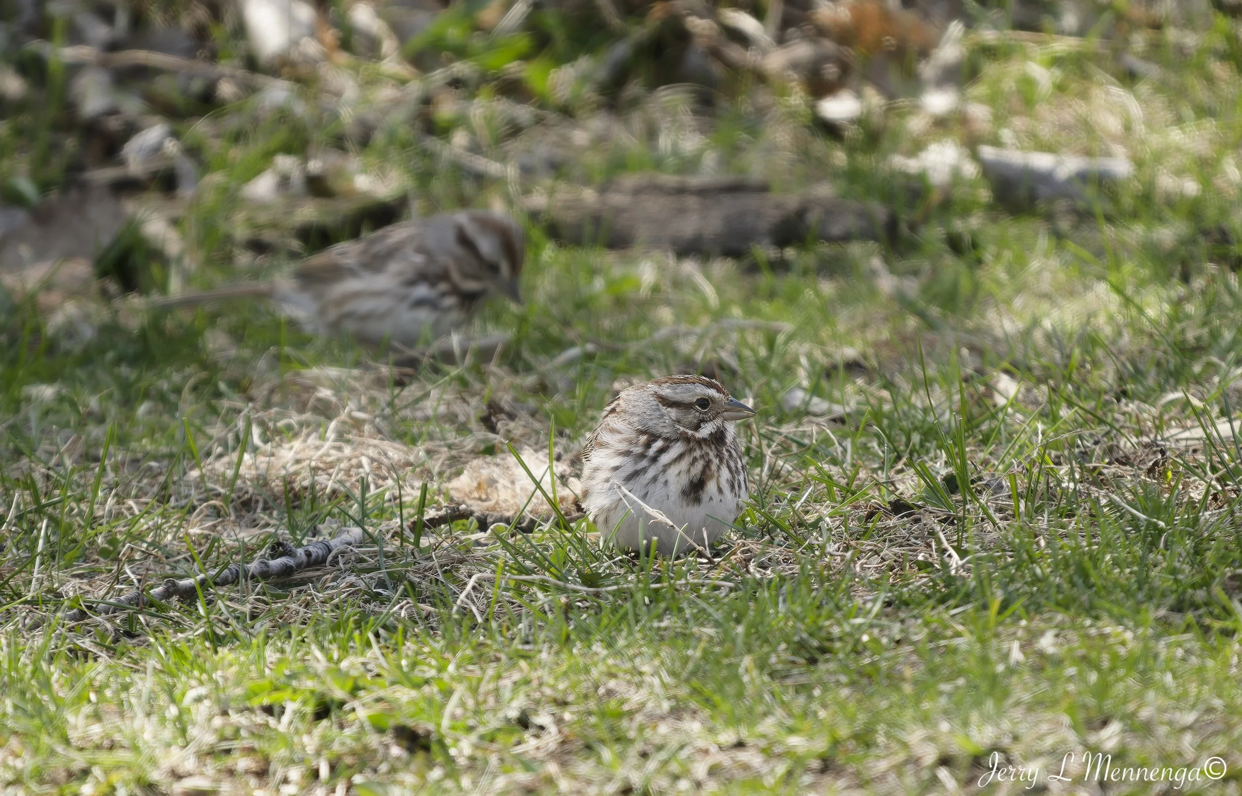 BirdsSnyderBend202604-10_0500_DxO.jpg
