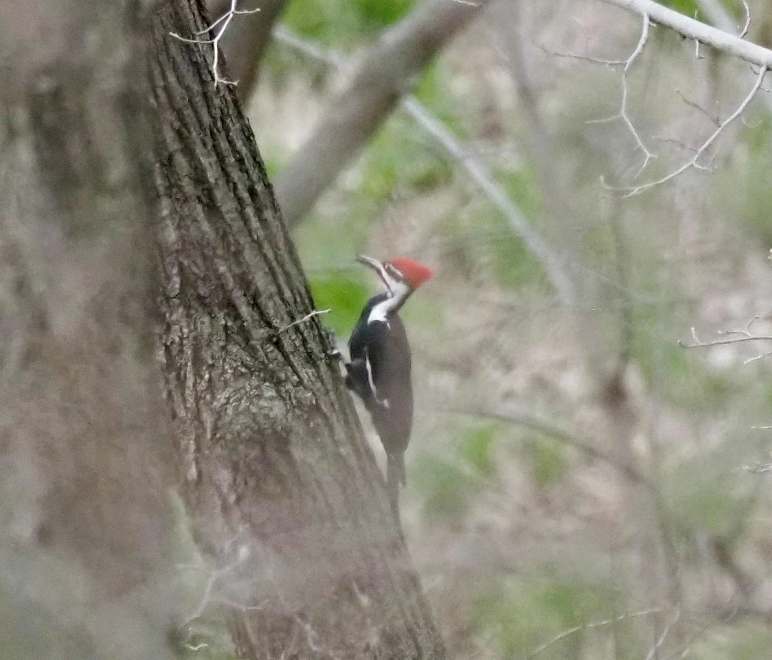 Resized Pileated.jpg