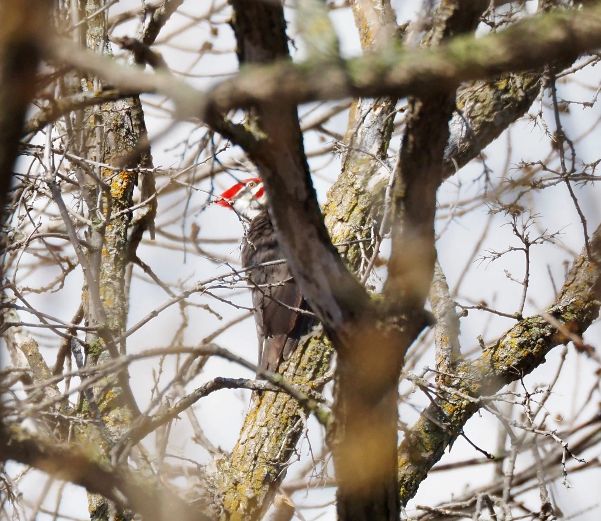 Pileated 2.jpg