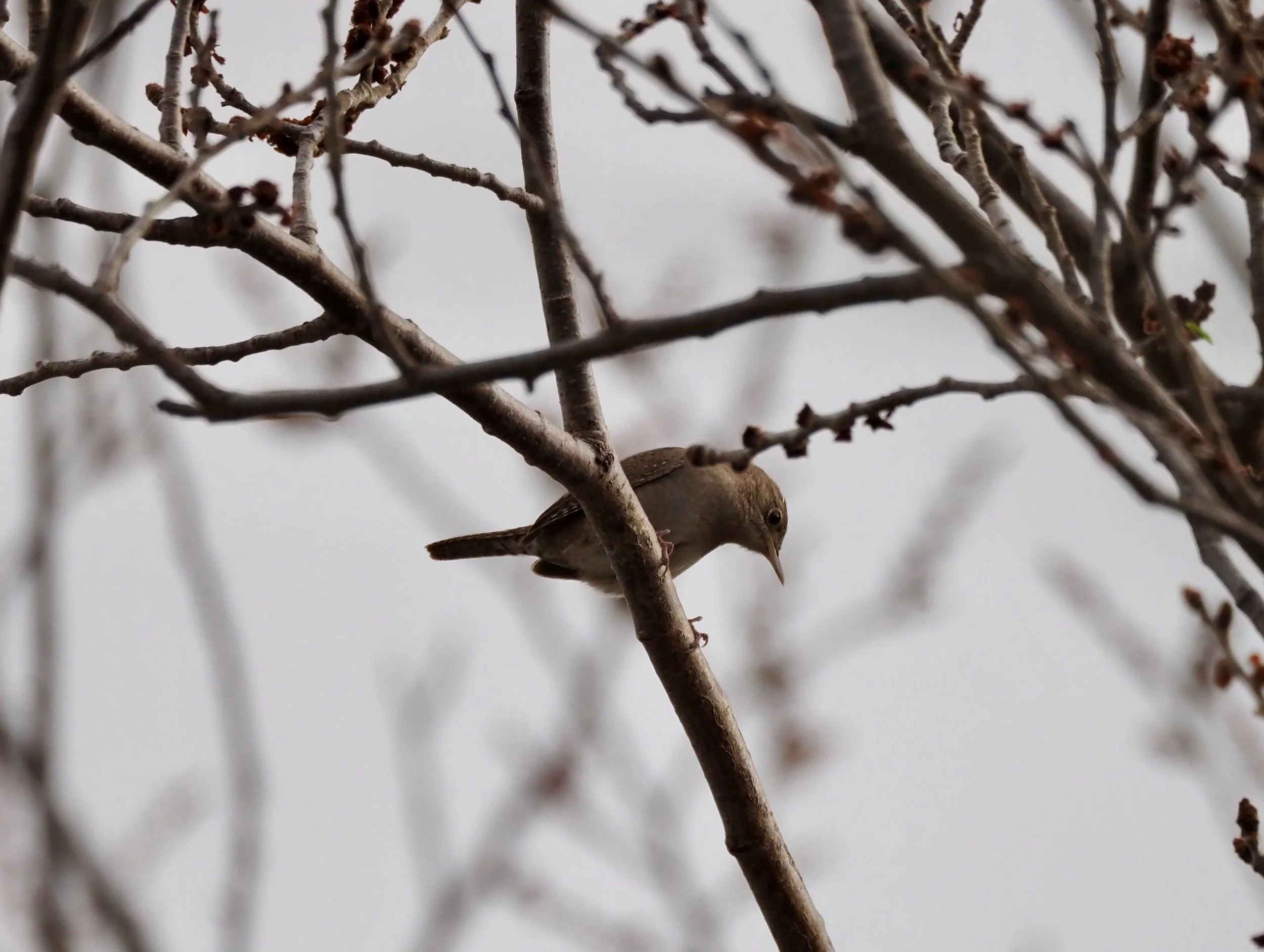 Resized Wren.jpg
