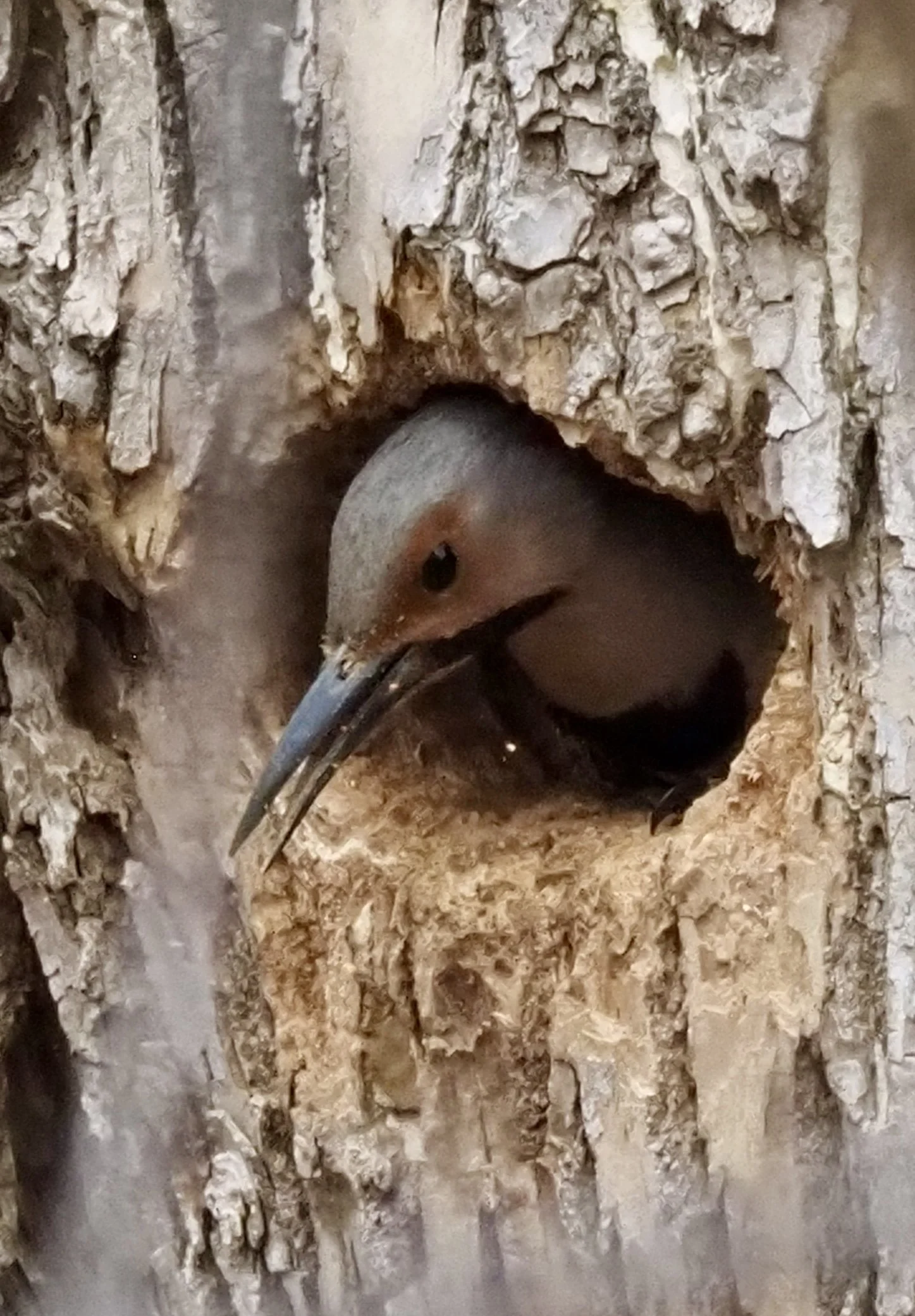 Flicker.jpg