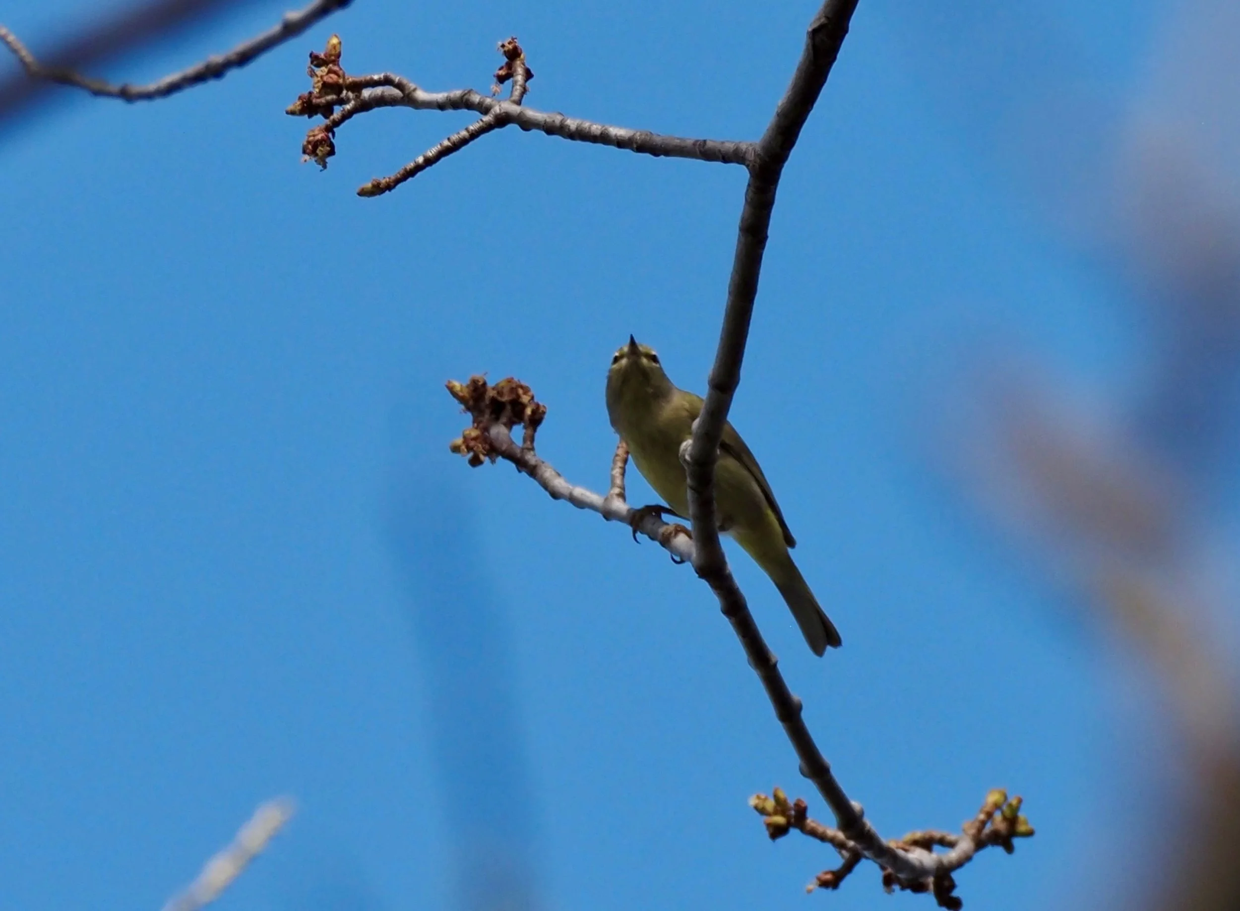 Orange-crowned Warbler.jpg