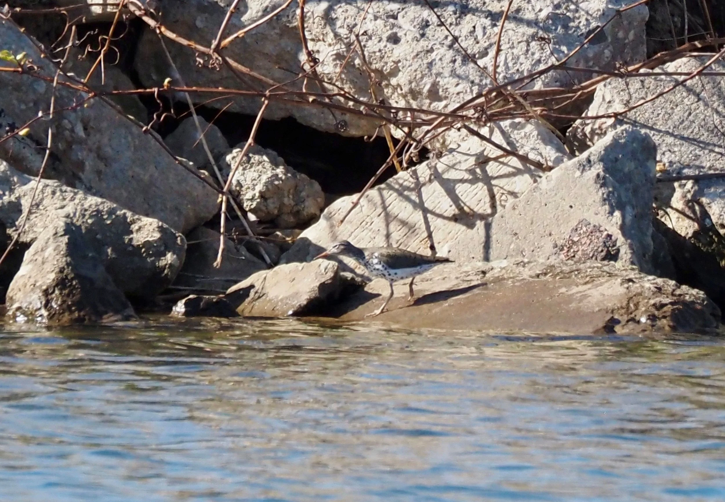 Spotted Sandpiper.jpg