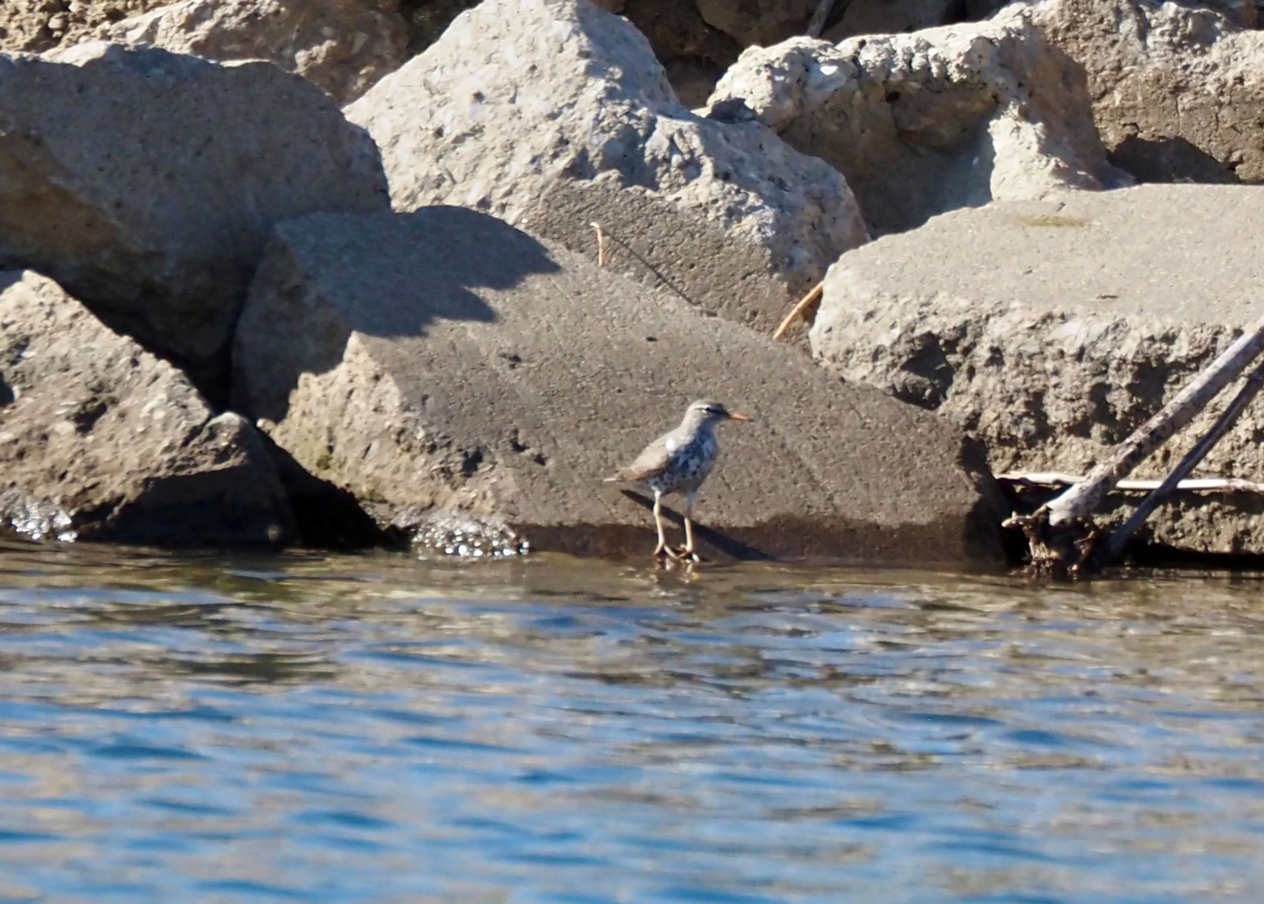 Spotted Sandpiper 2.jpg