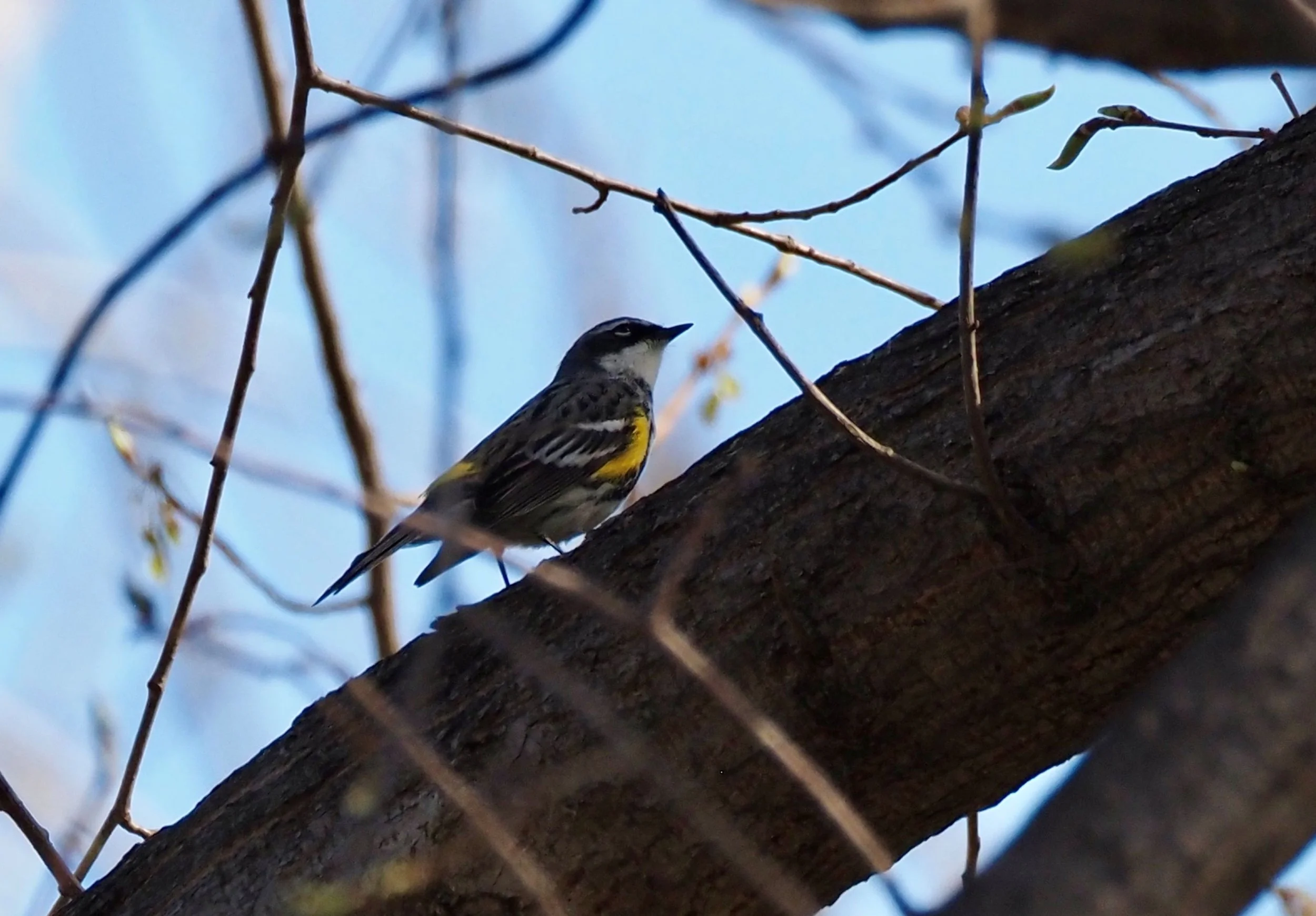 Warbler.jpg