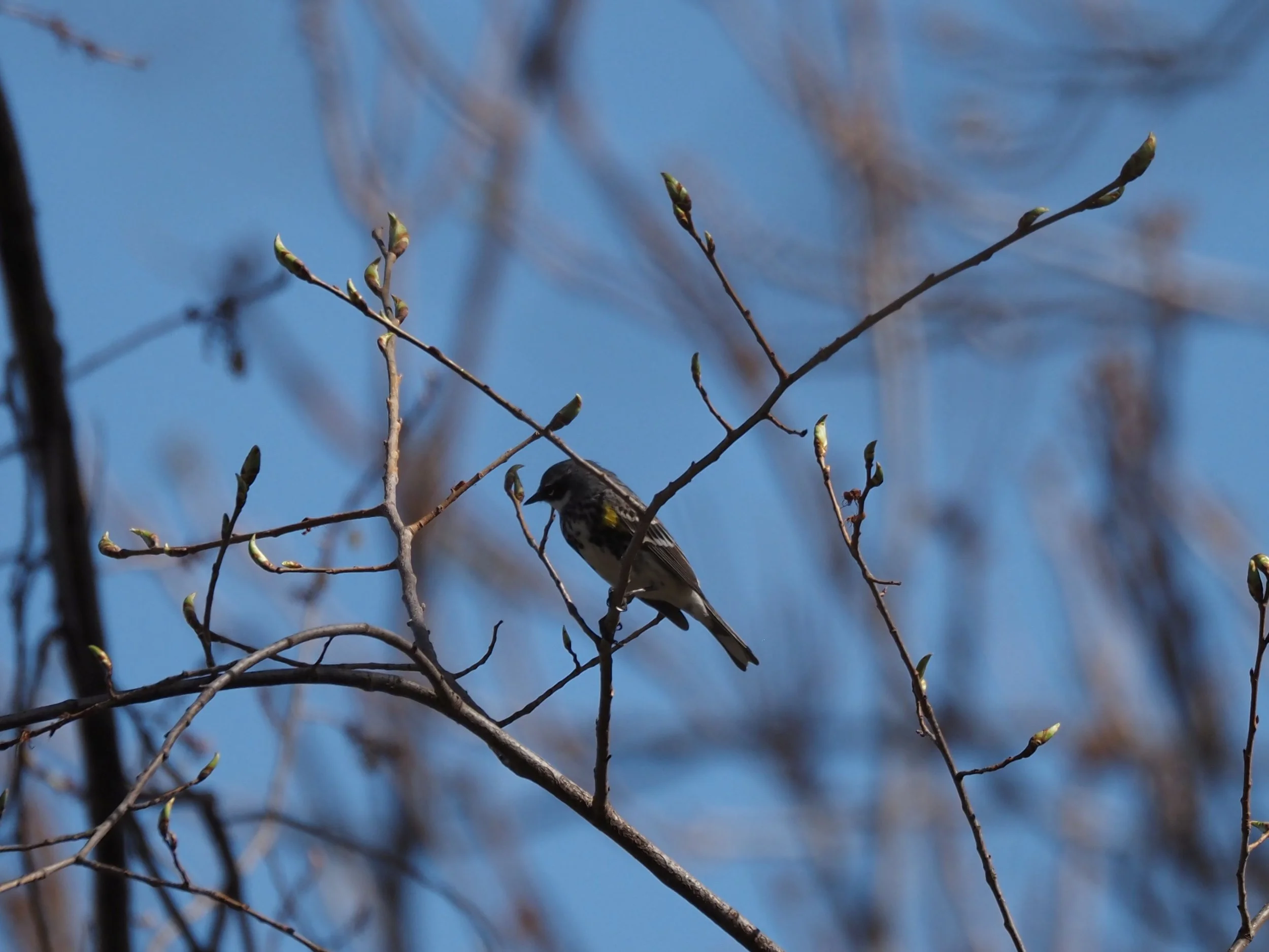 Wabler 2.JPG
