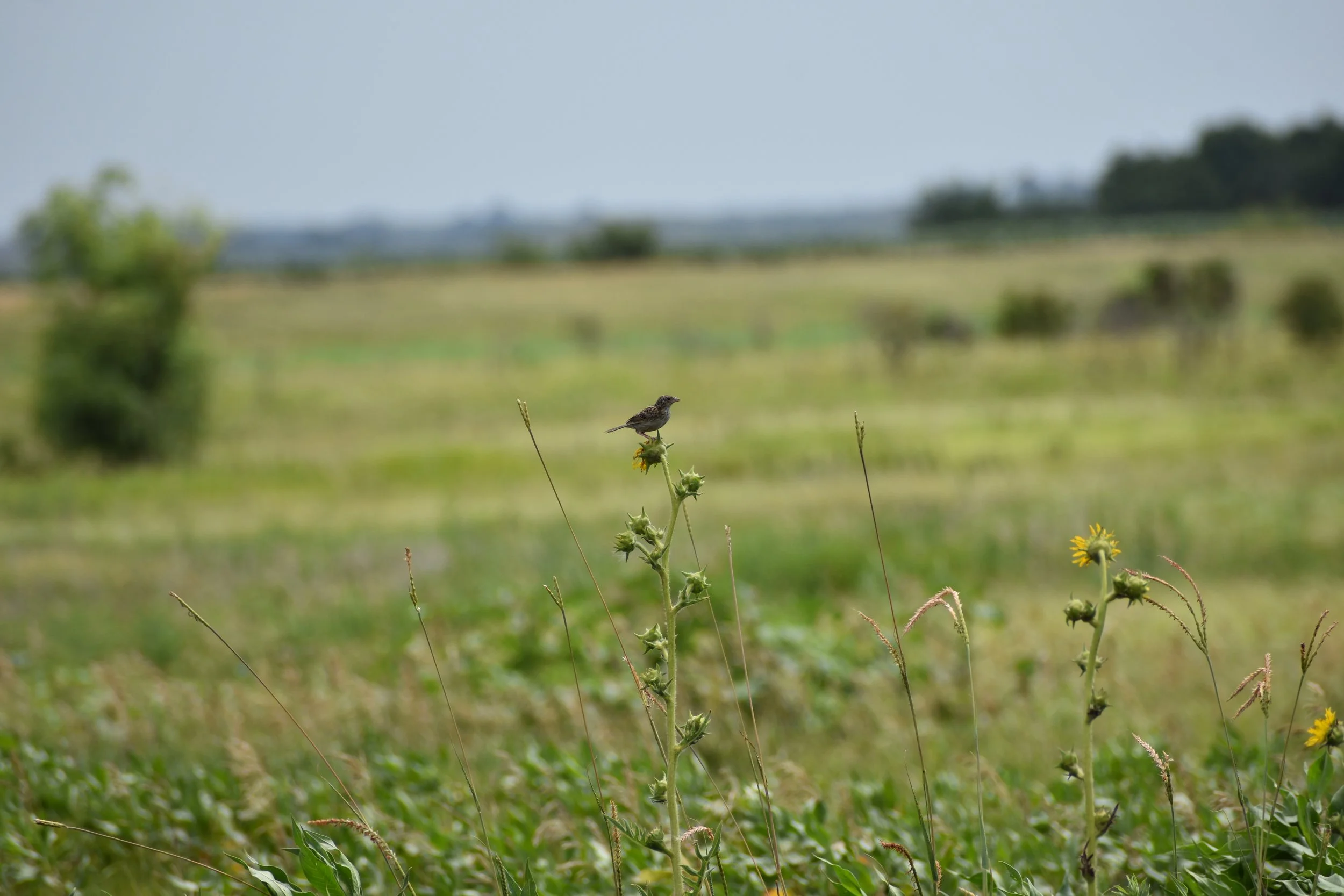 A Pane in the Glass: How to Prevent Window Bird Strikes at Home