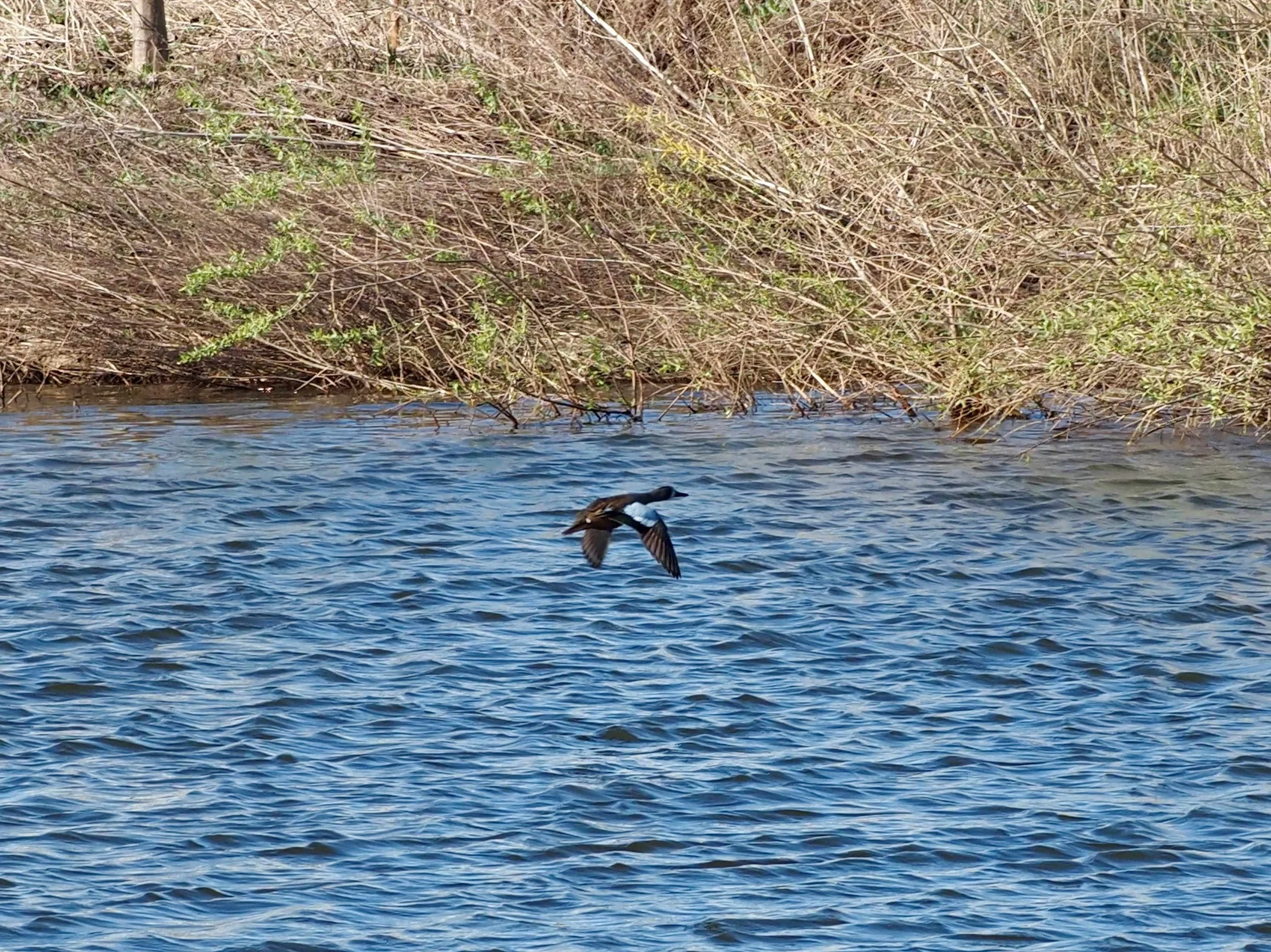 Blue-winged Teal.jpg