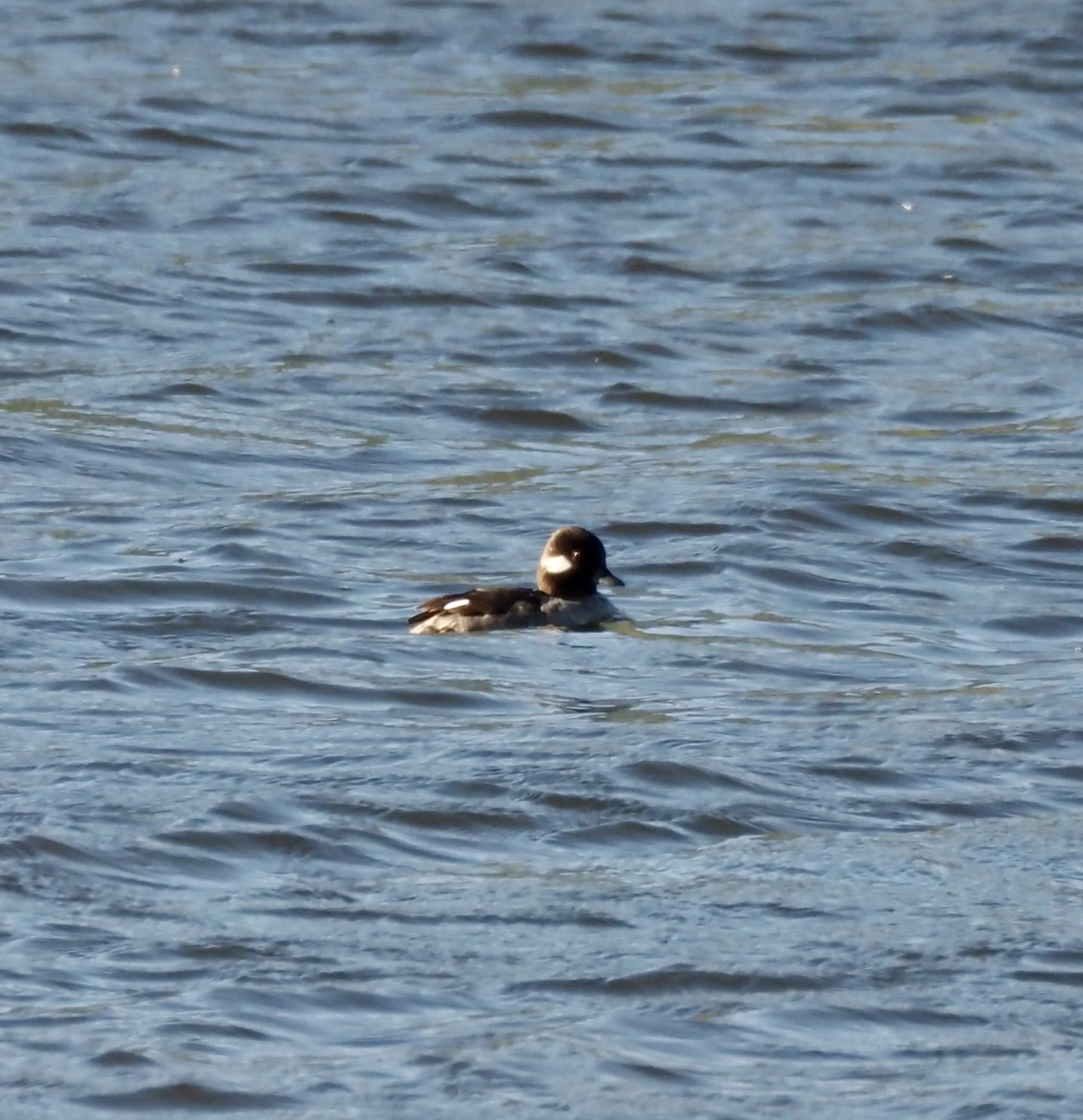 Bufflehead.jpg