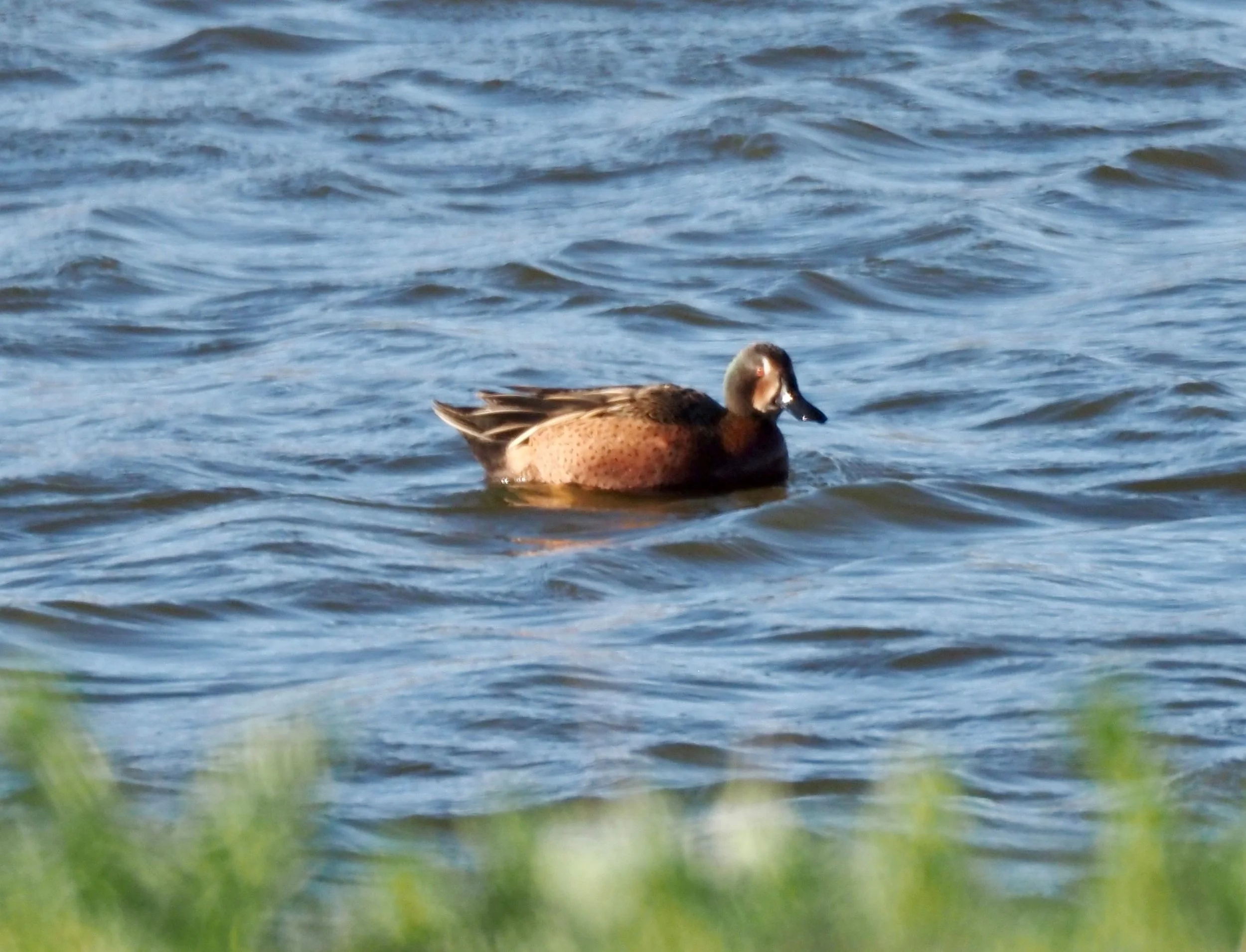 Cinnamon Teal 3.jpg