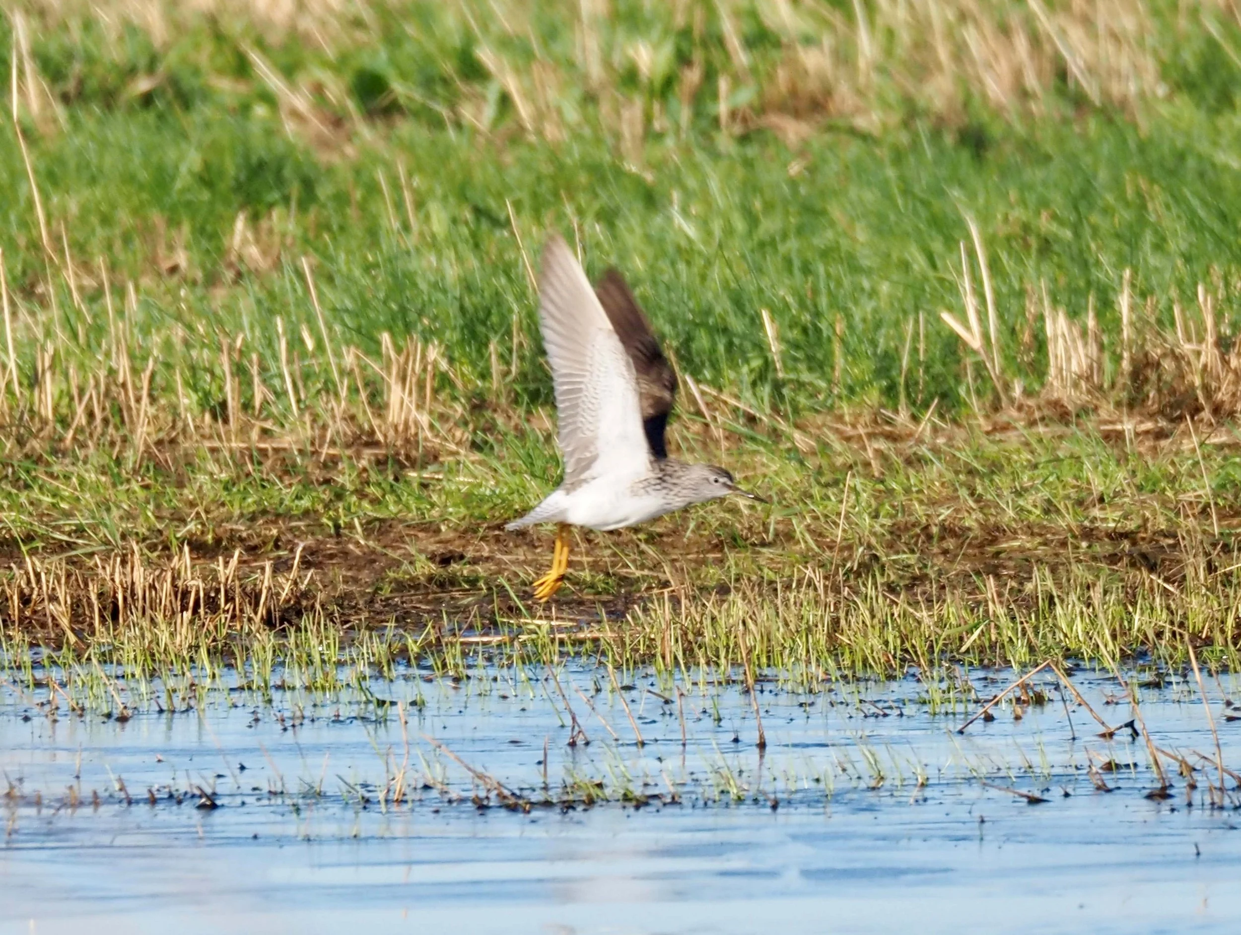 Flying Shorebird.jpg