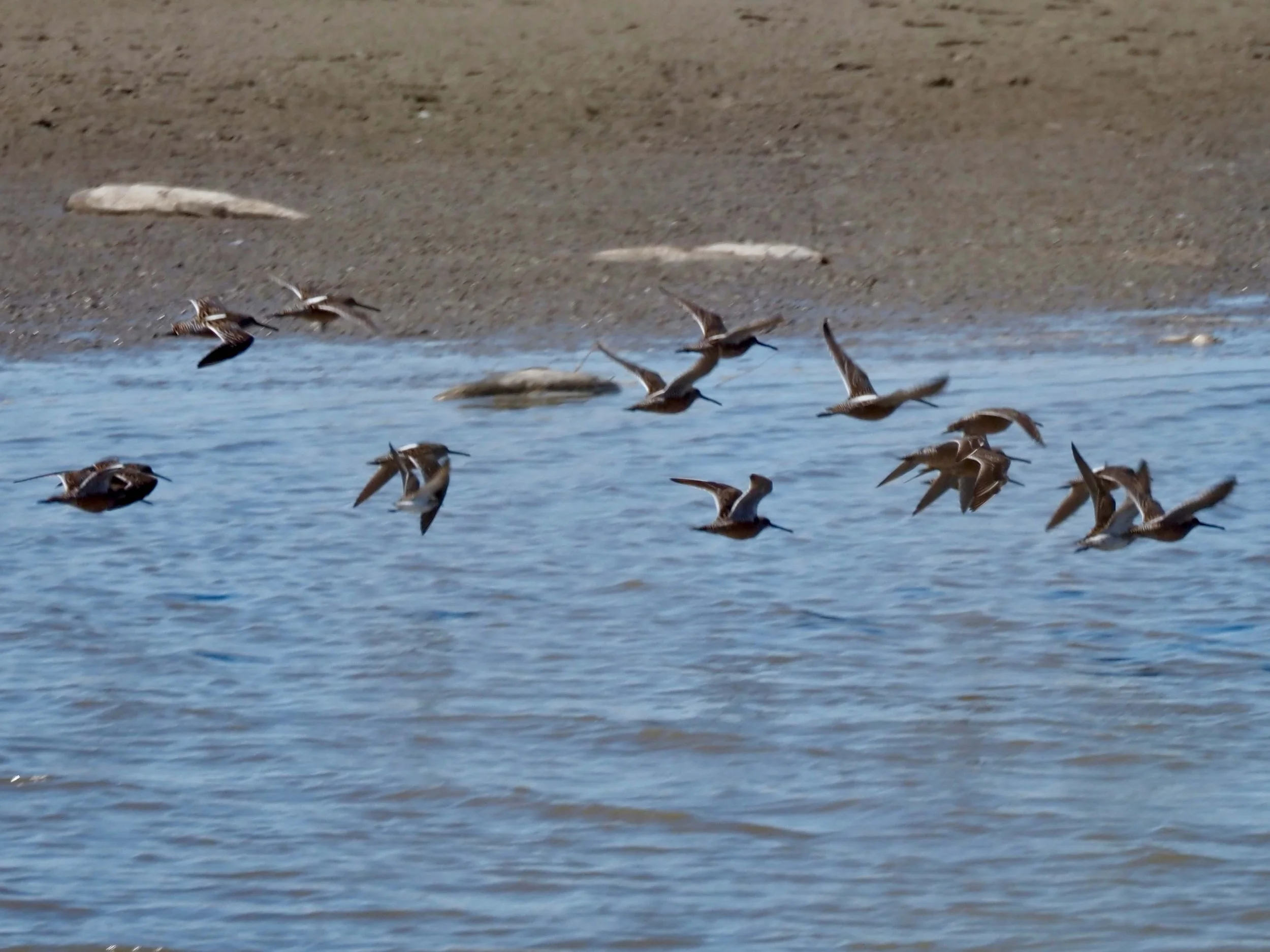Flying Shorebirds 2.jpg