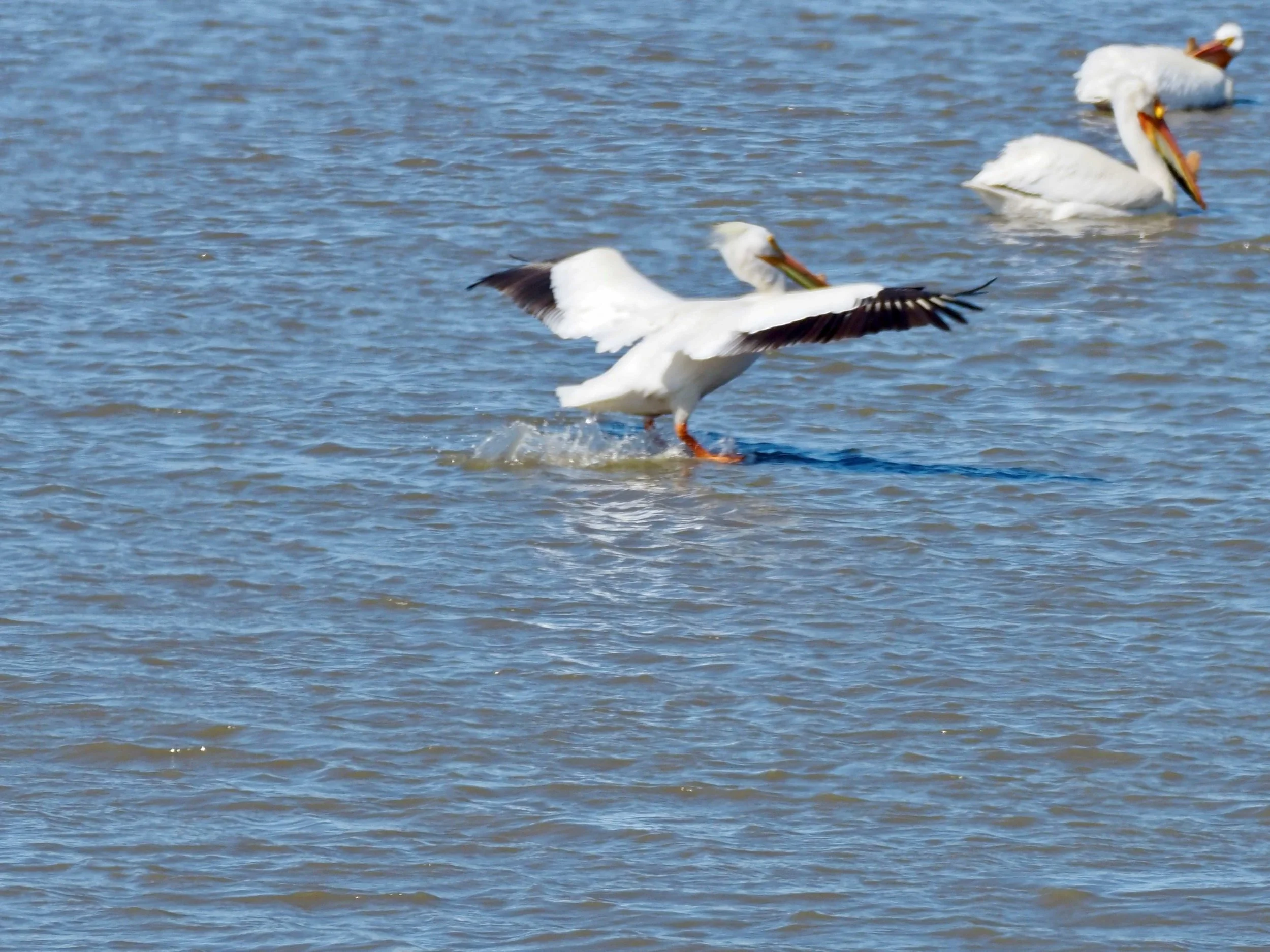 Pelicans 3.jpg