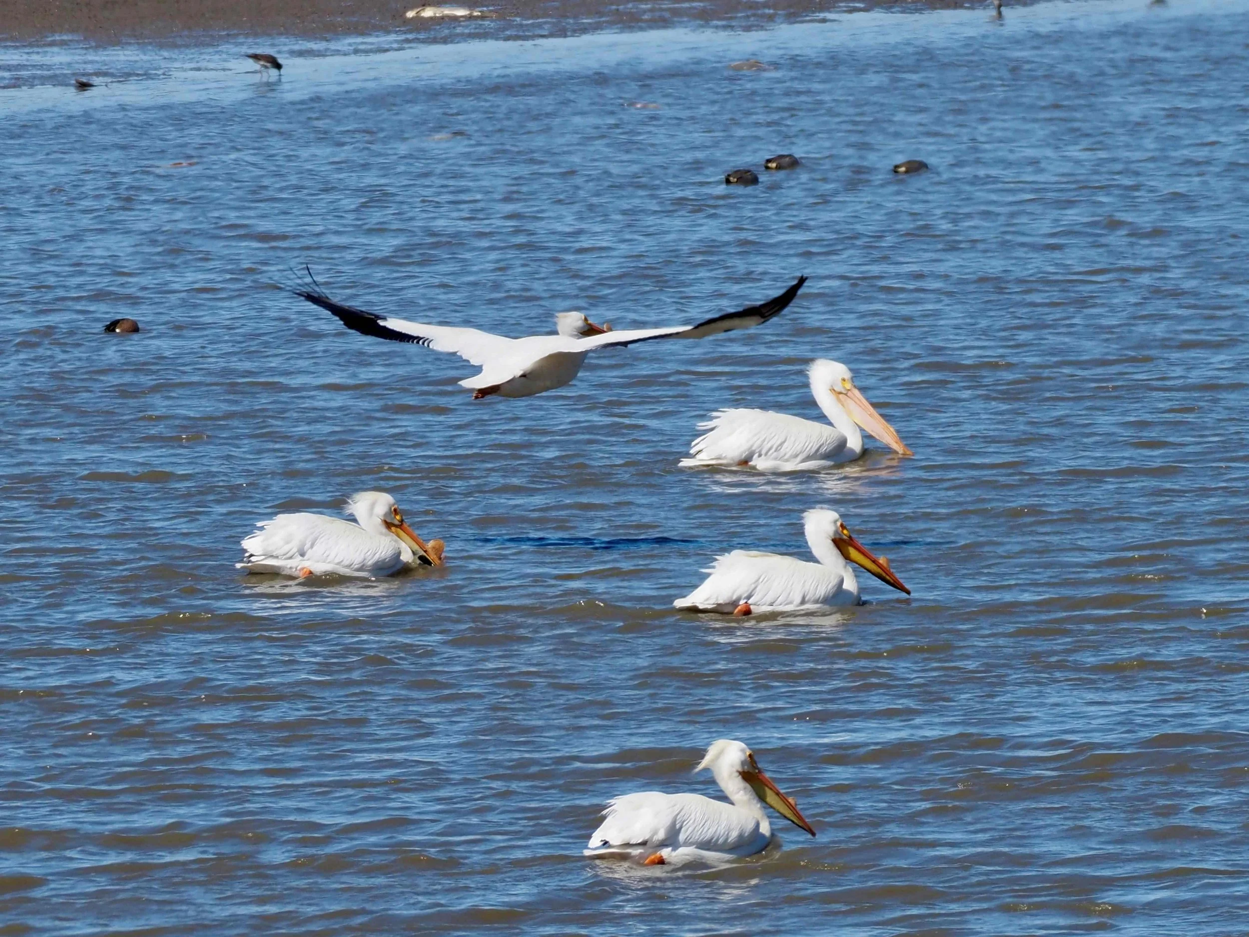 Pelicans 4.jpg
