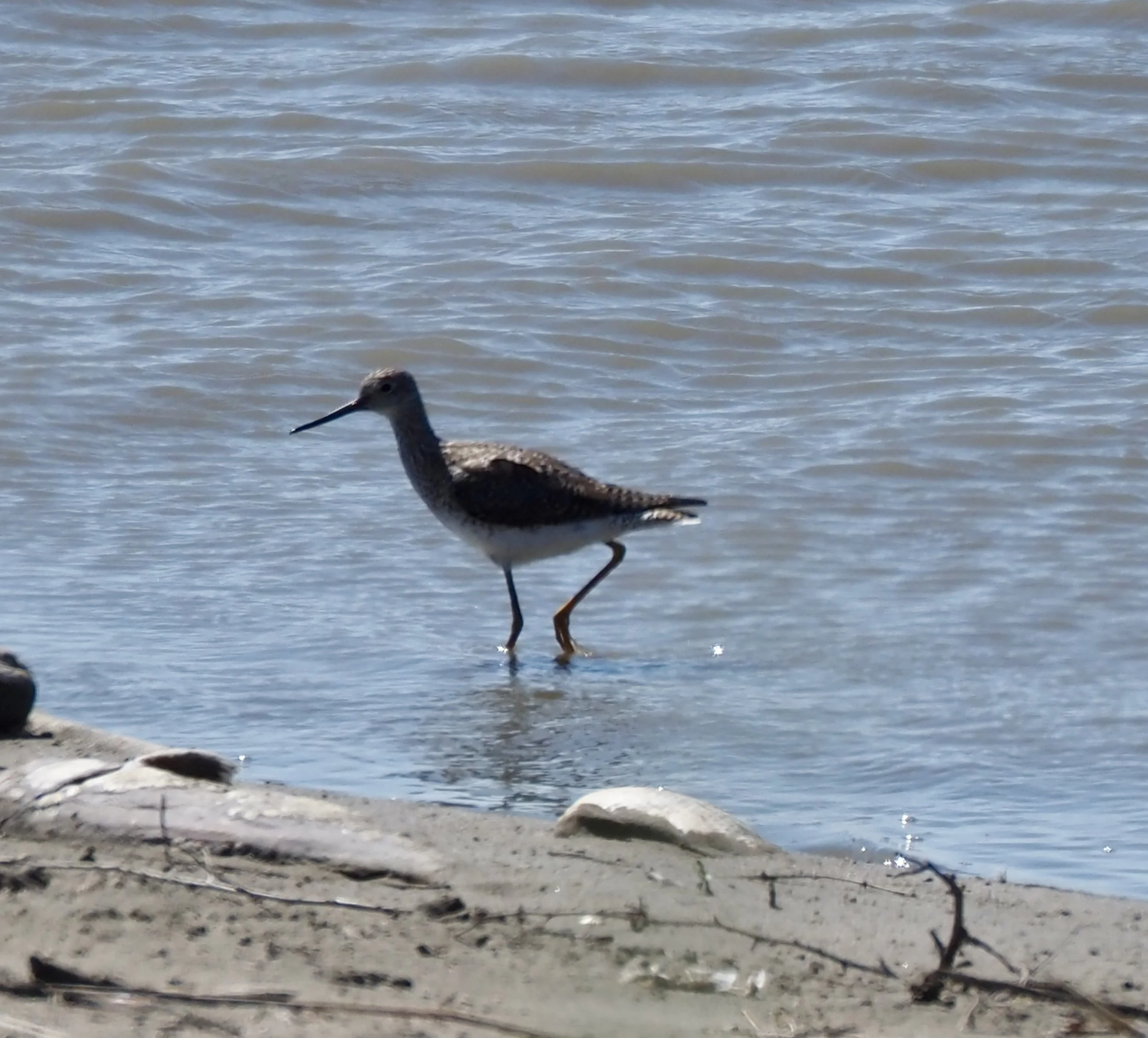 Yellowlegs 1.jpg