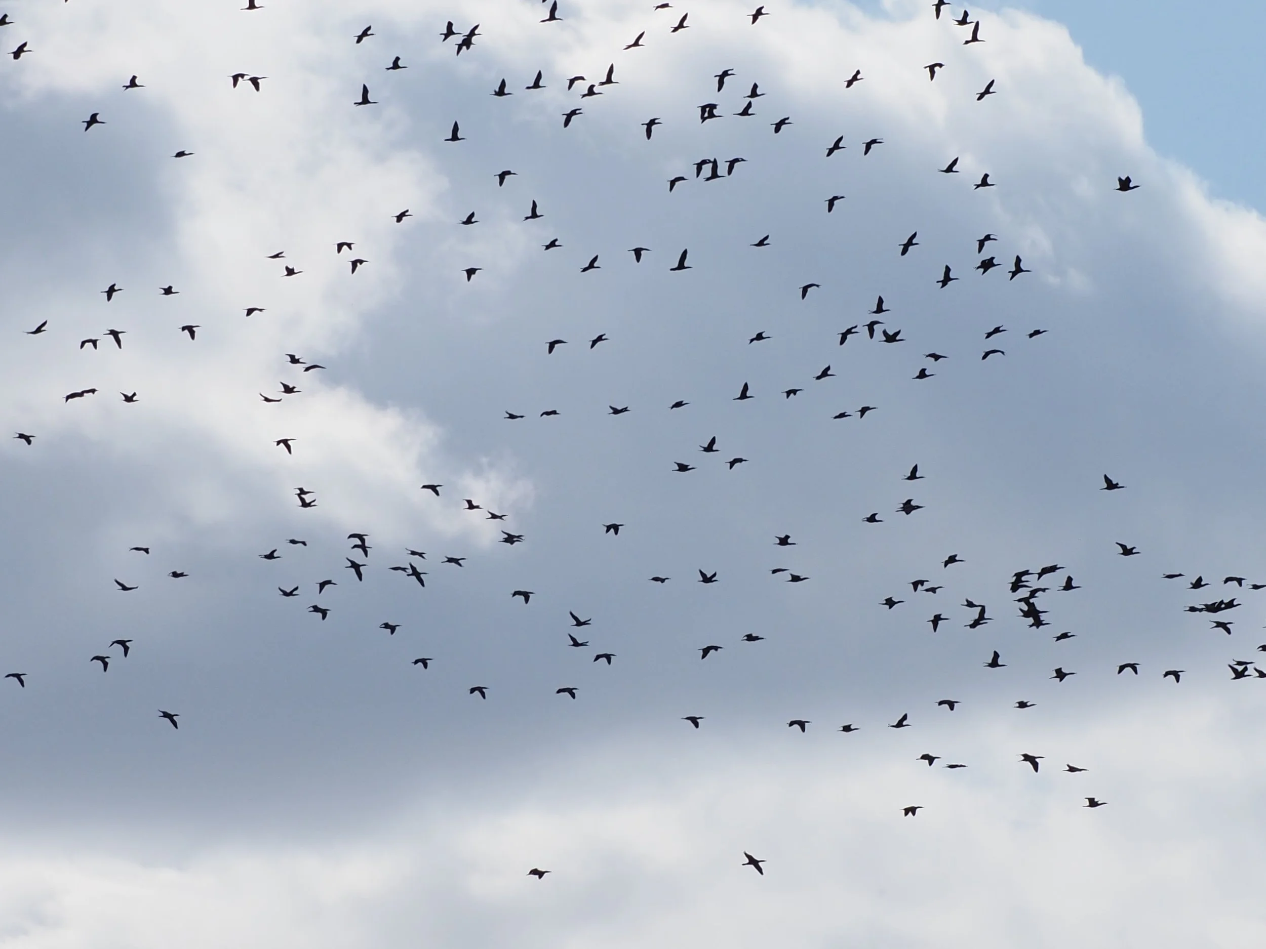 Cormorants 2.JPG