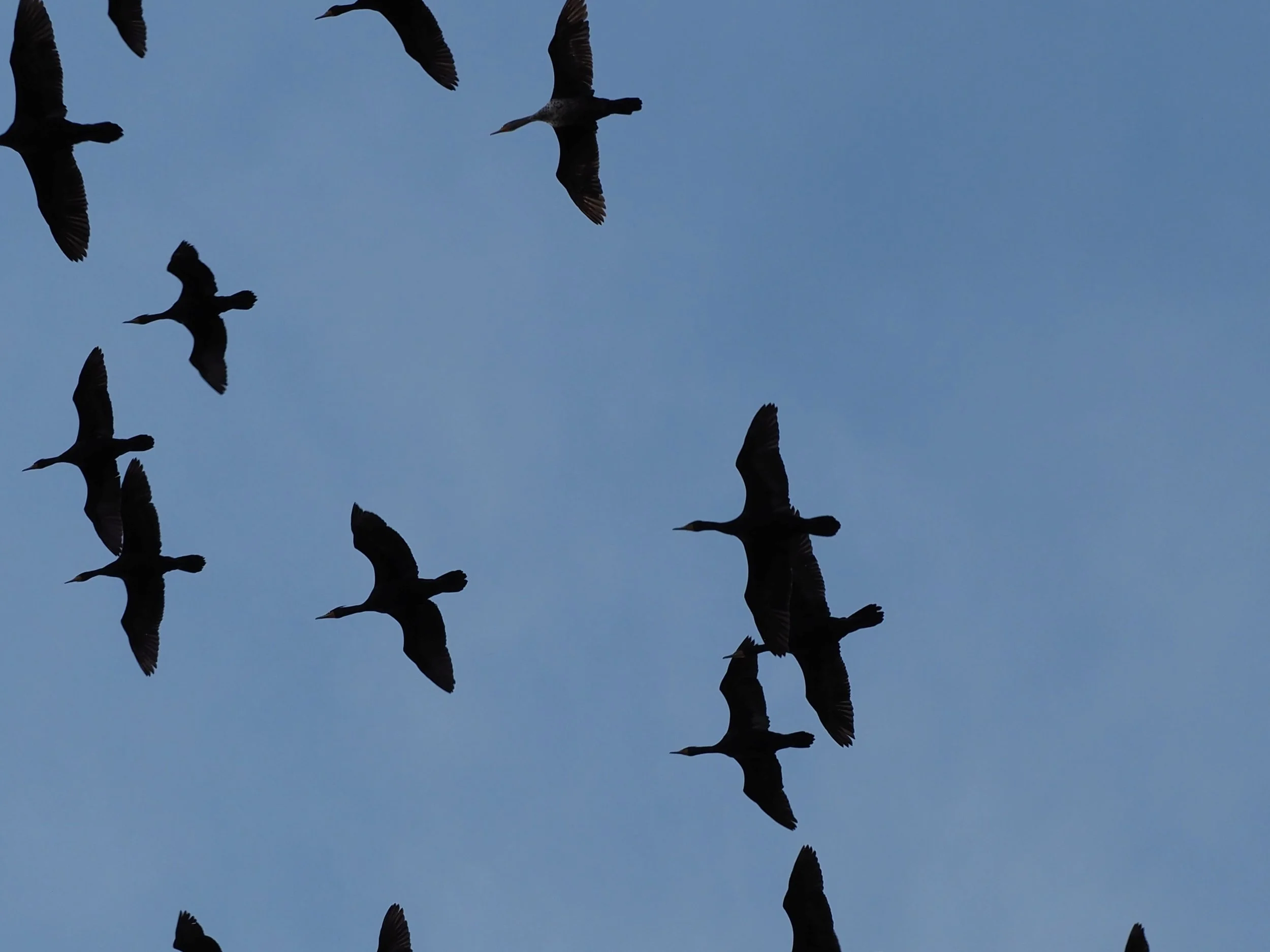 Cormorants.JPG