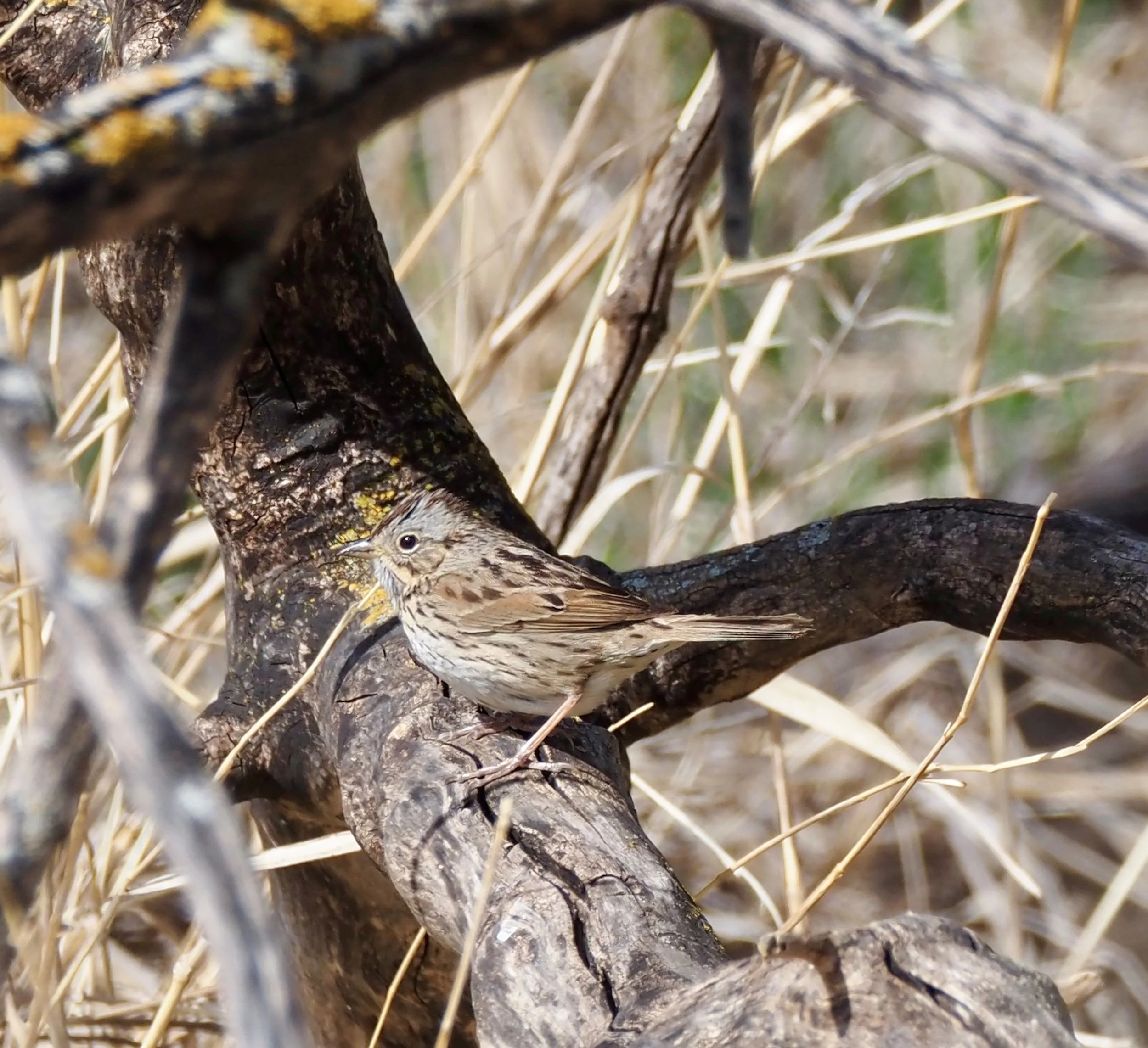 Lincolns Sparrow 1.jpg