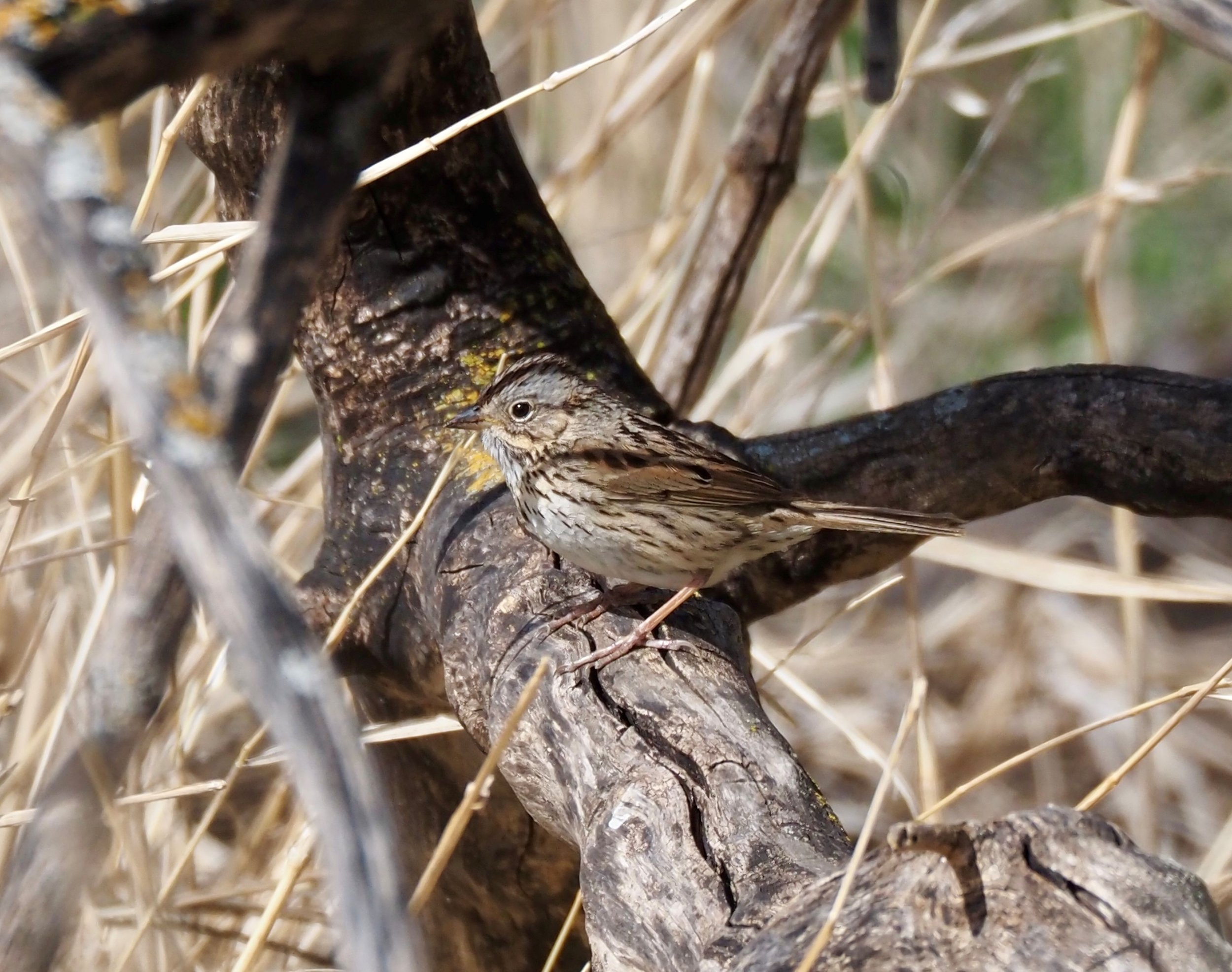 Lincolns Sparrow 2.jpg