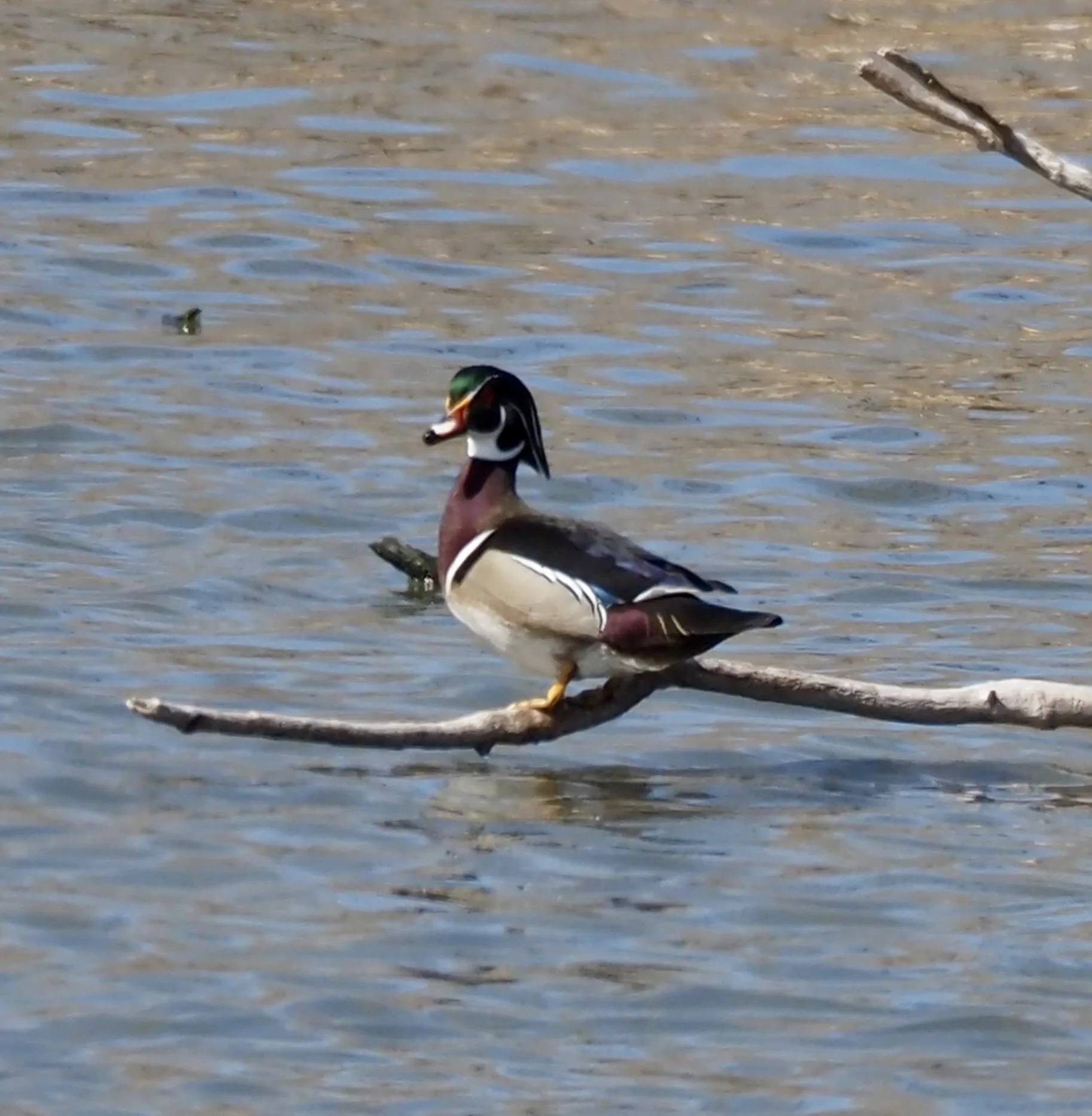 Wood Duck 1.jpg