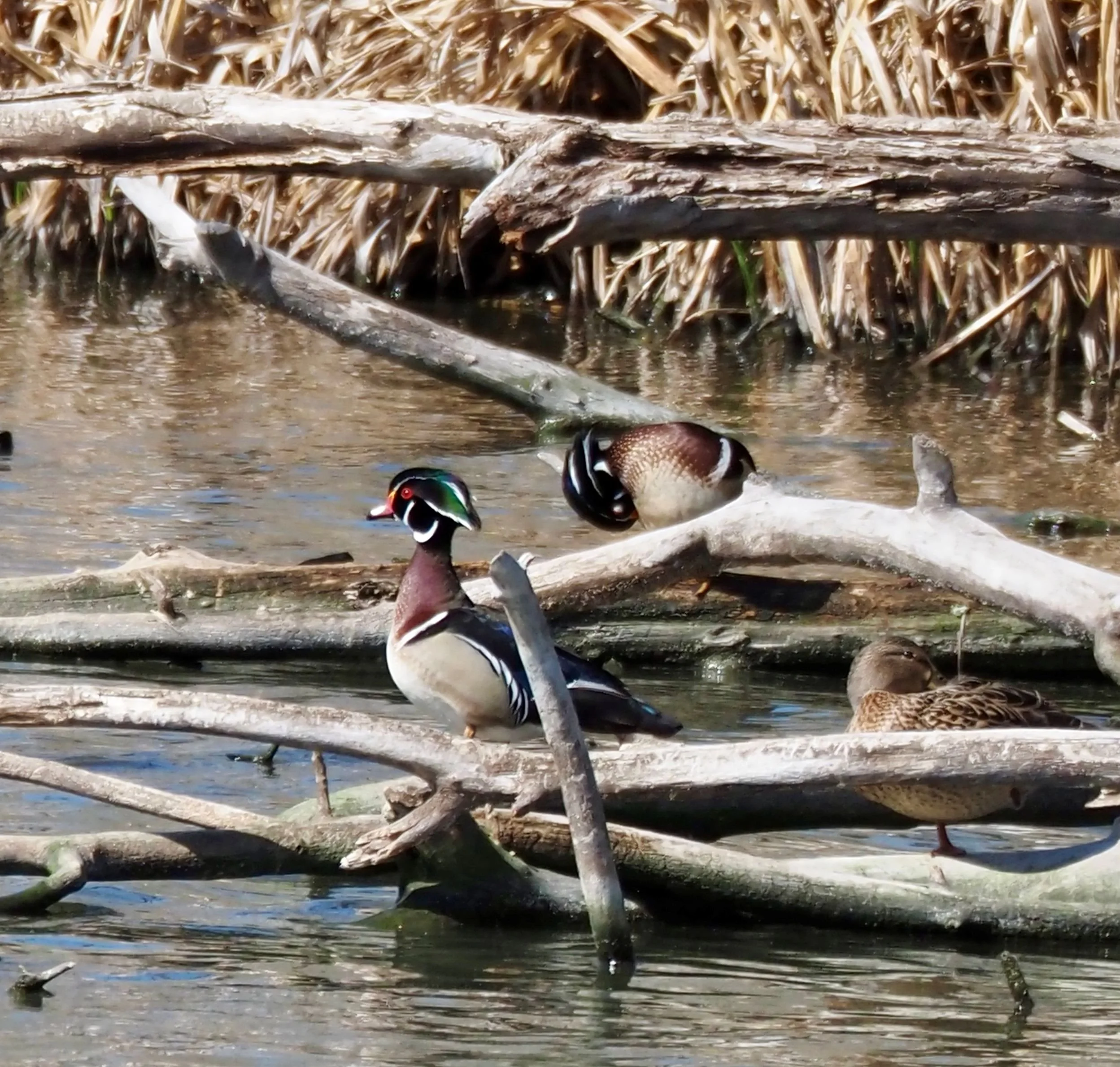 Wood Duck 2.jpg