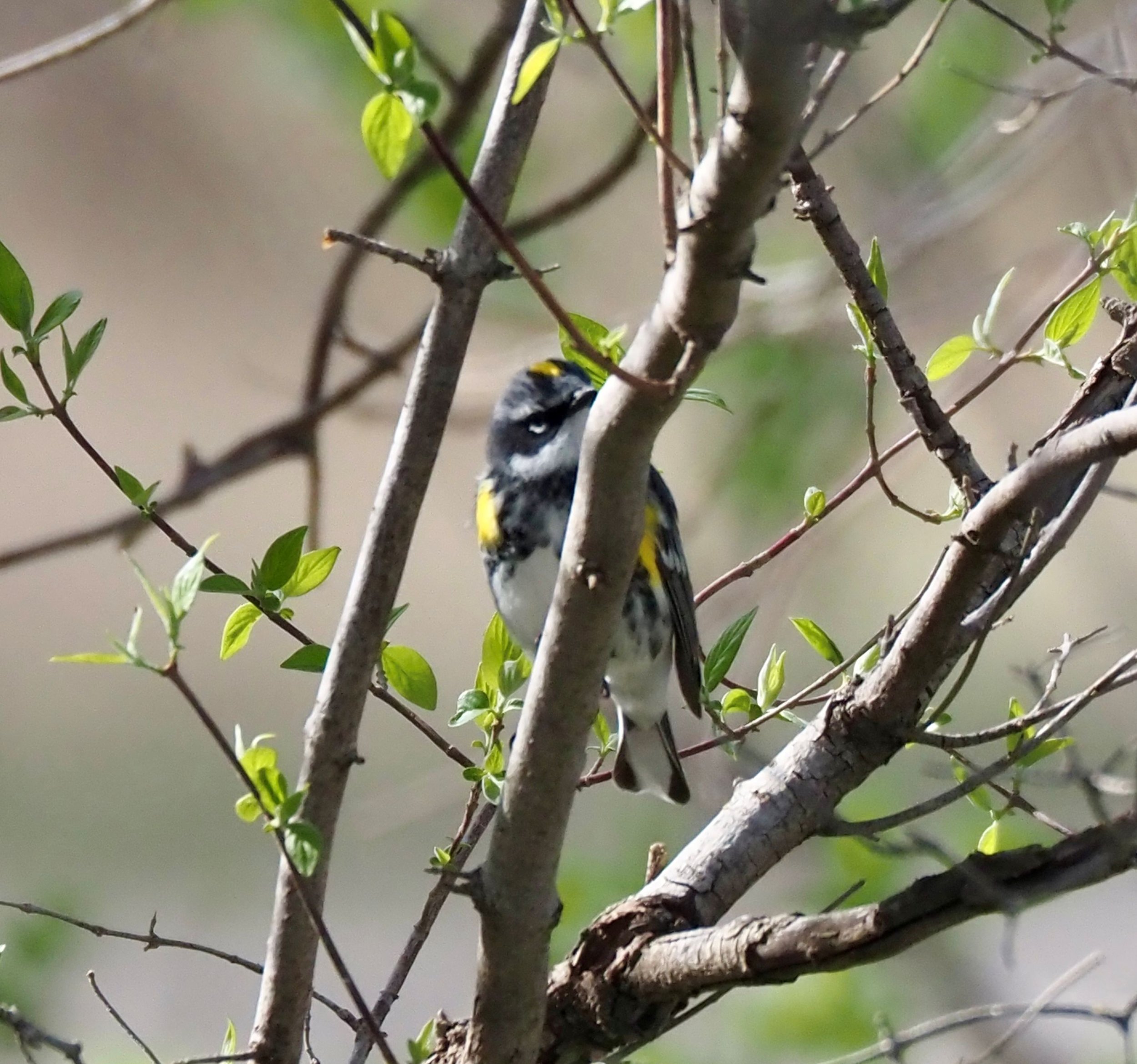 Yellow-rumped 1.jpg