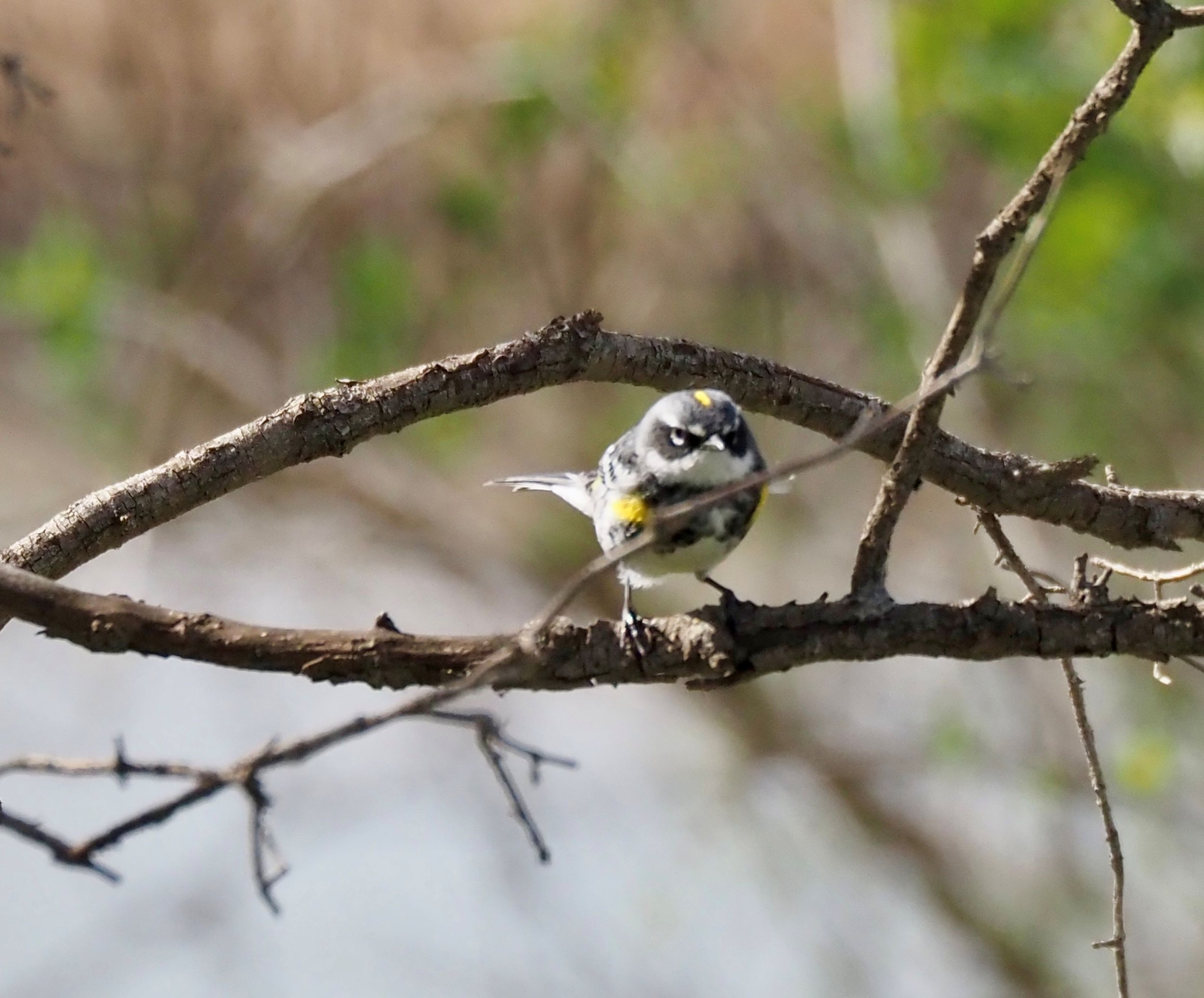 Yellow-rumped 2.jpg