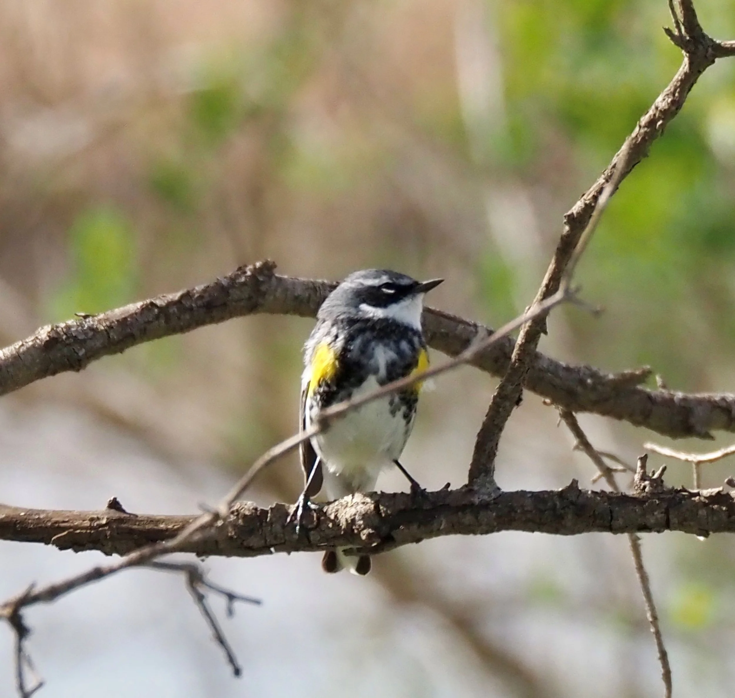 Yellow-rumped 3.jpg