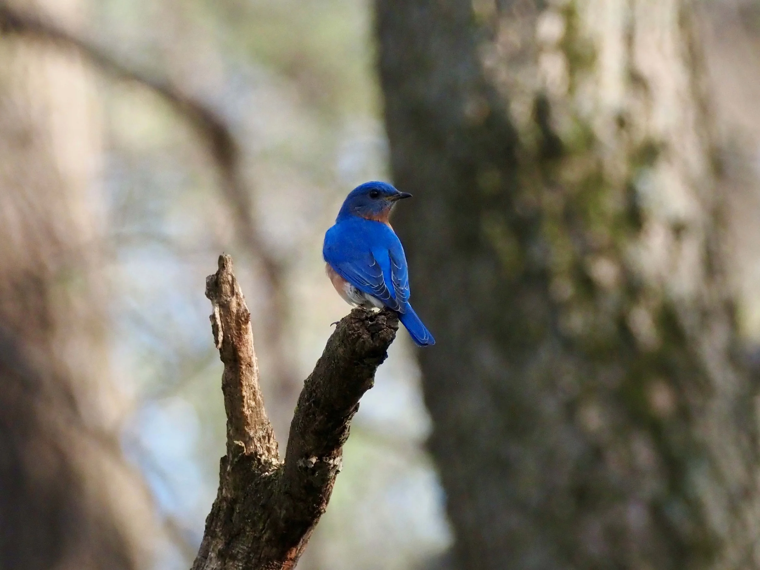 Bluebird.jpg