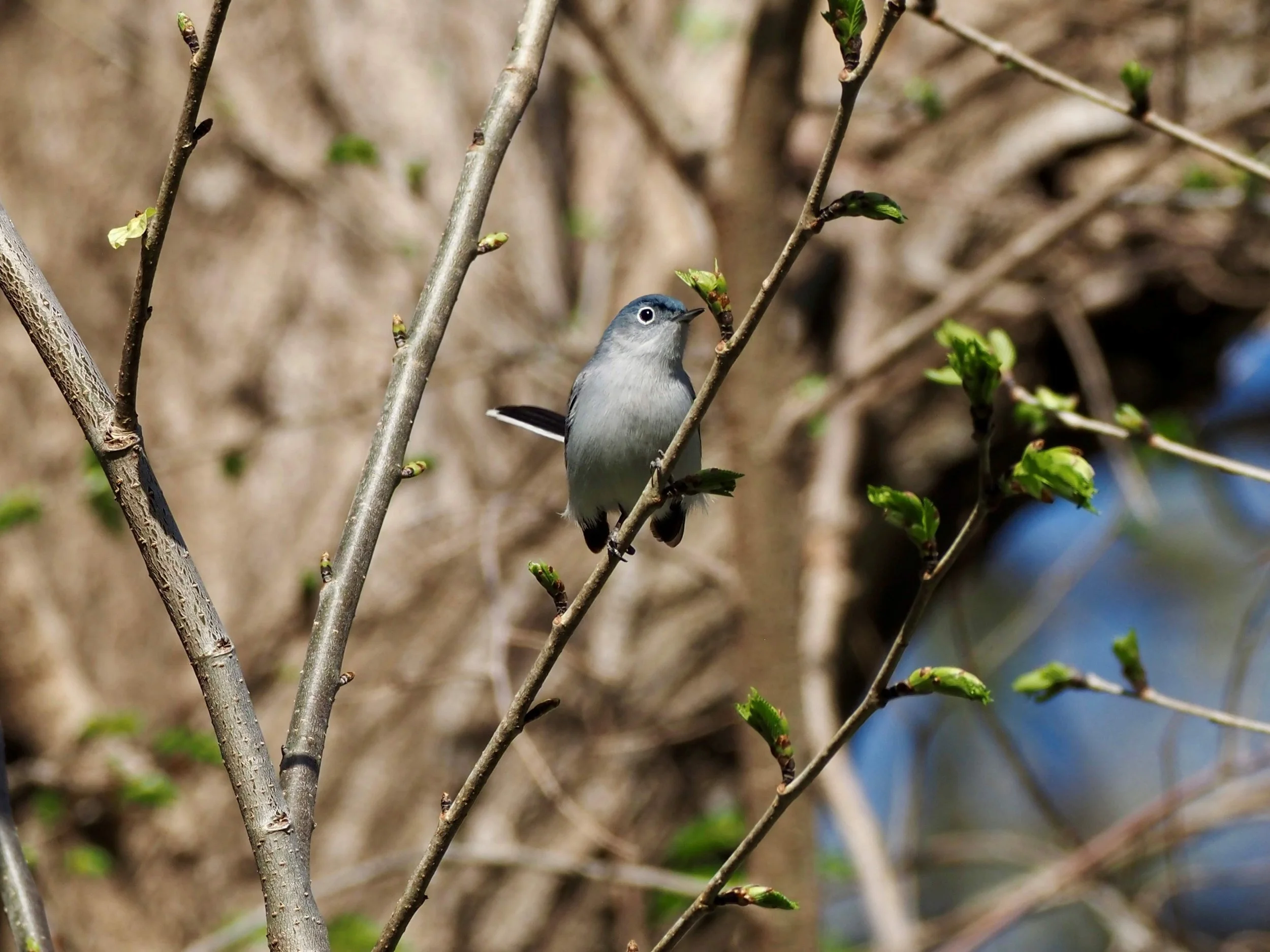 Gnatcatcher 1.jpg