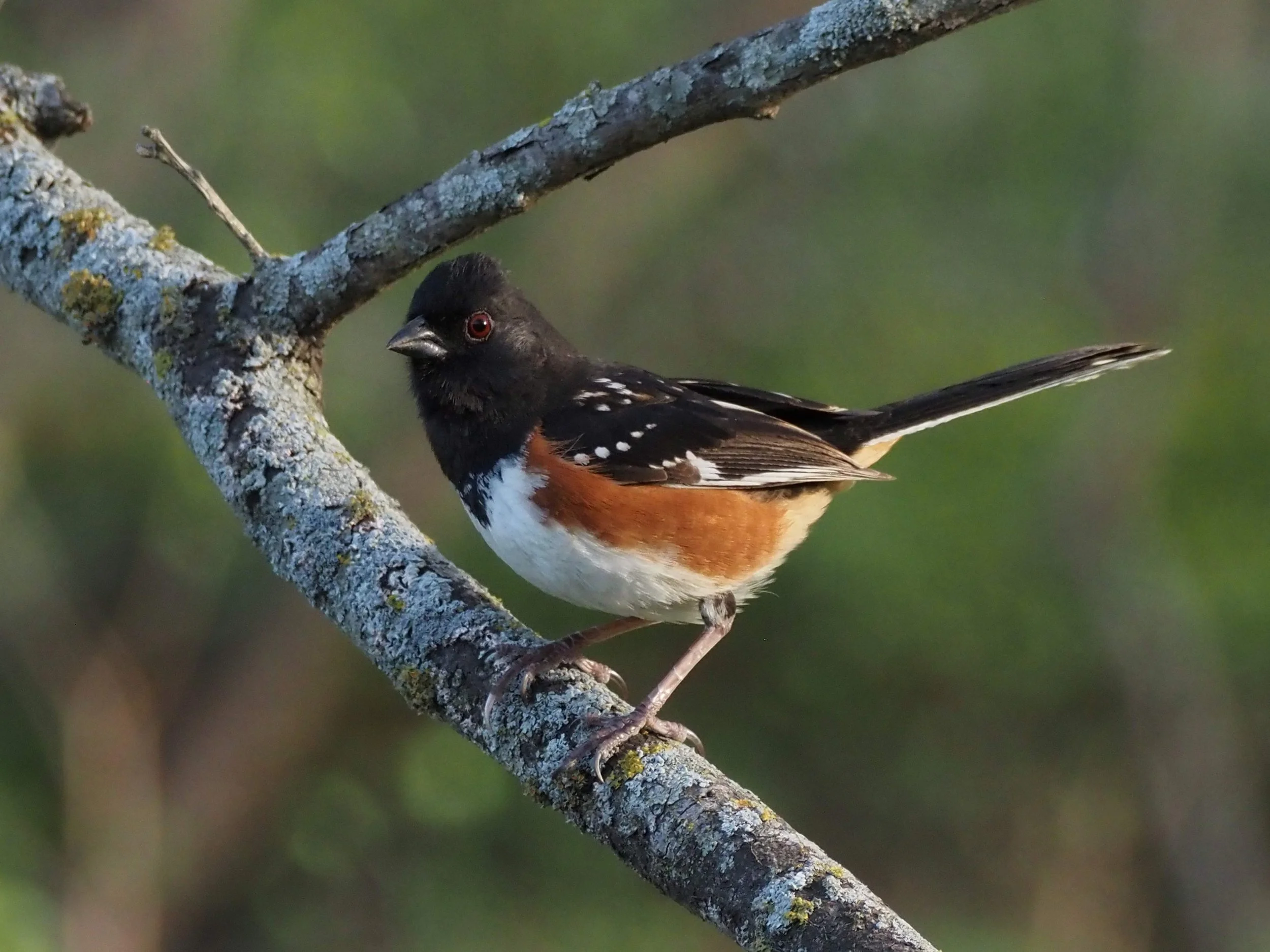 Towhee 2.JPG
