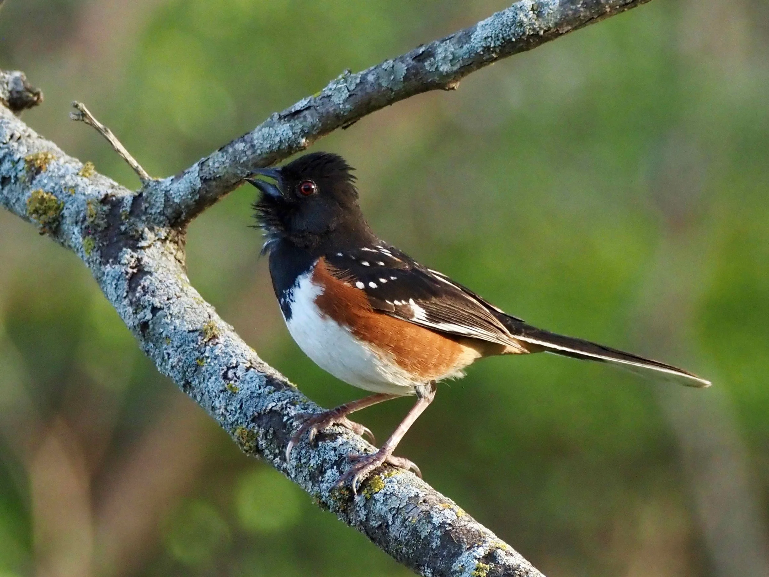 Towhee 3.jpg