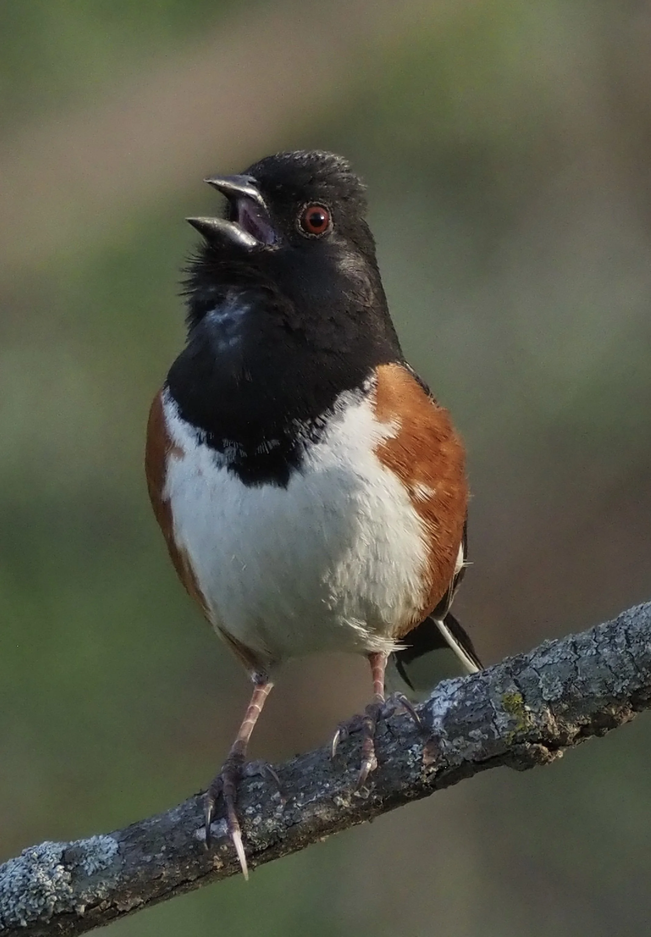 Towhee 4.jpg