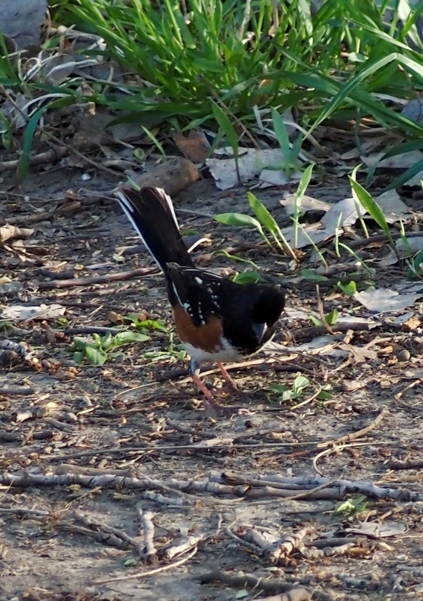 Towhee.jpg