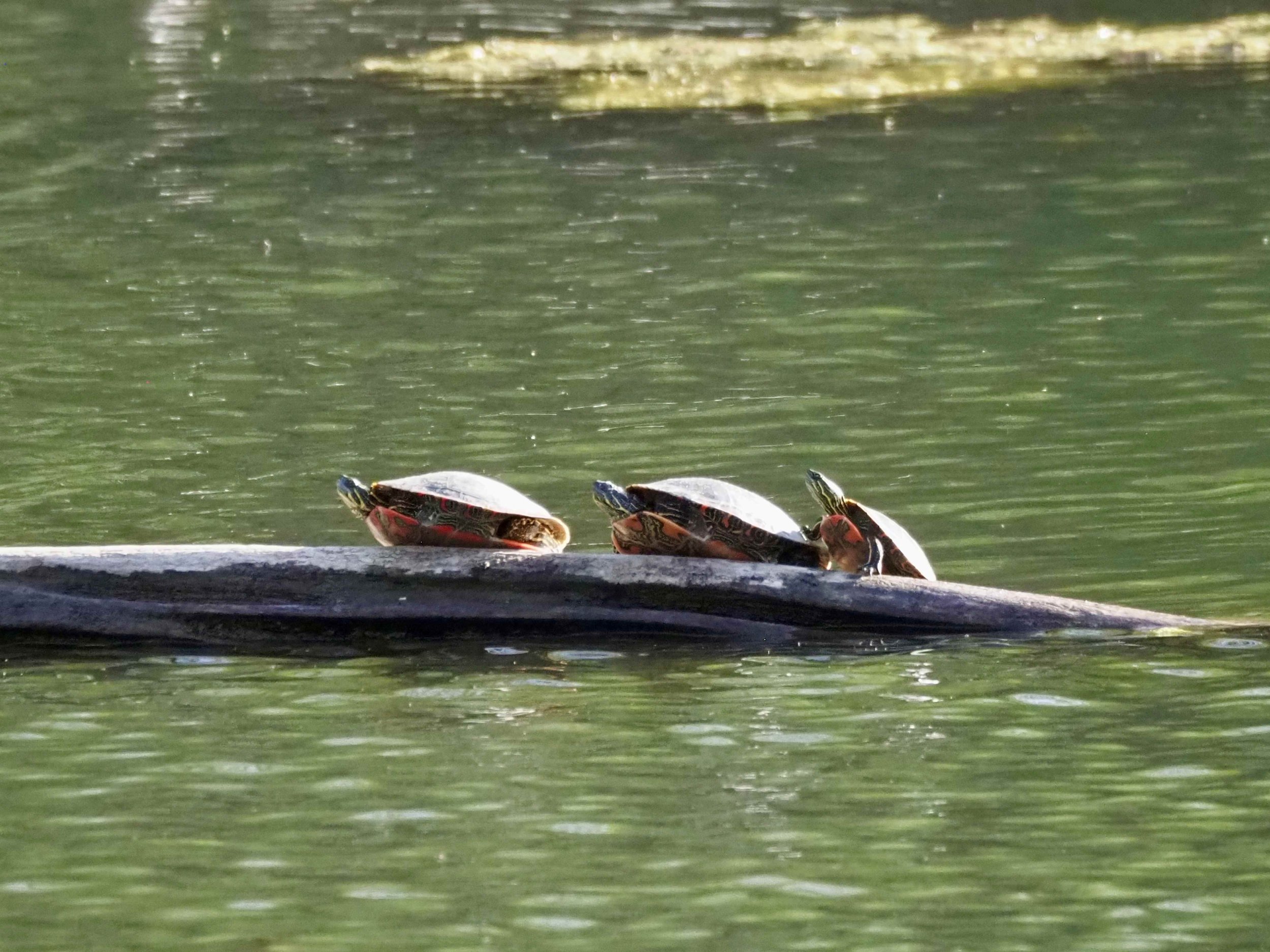 Turtles.jpg