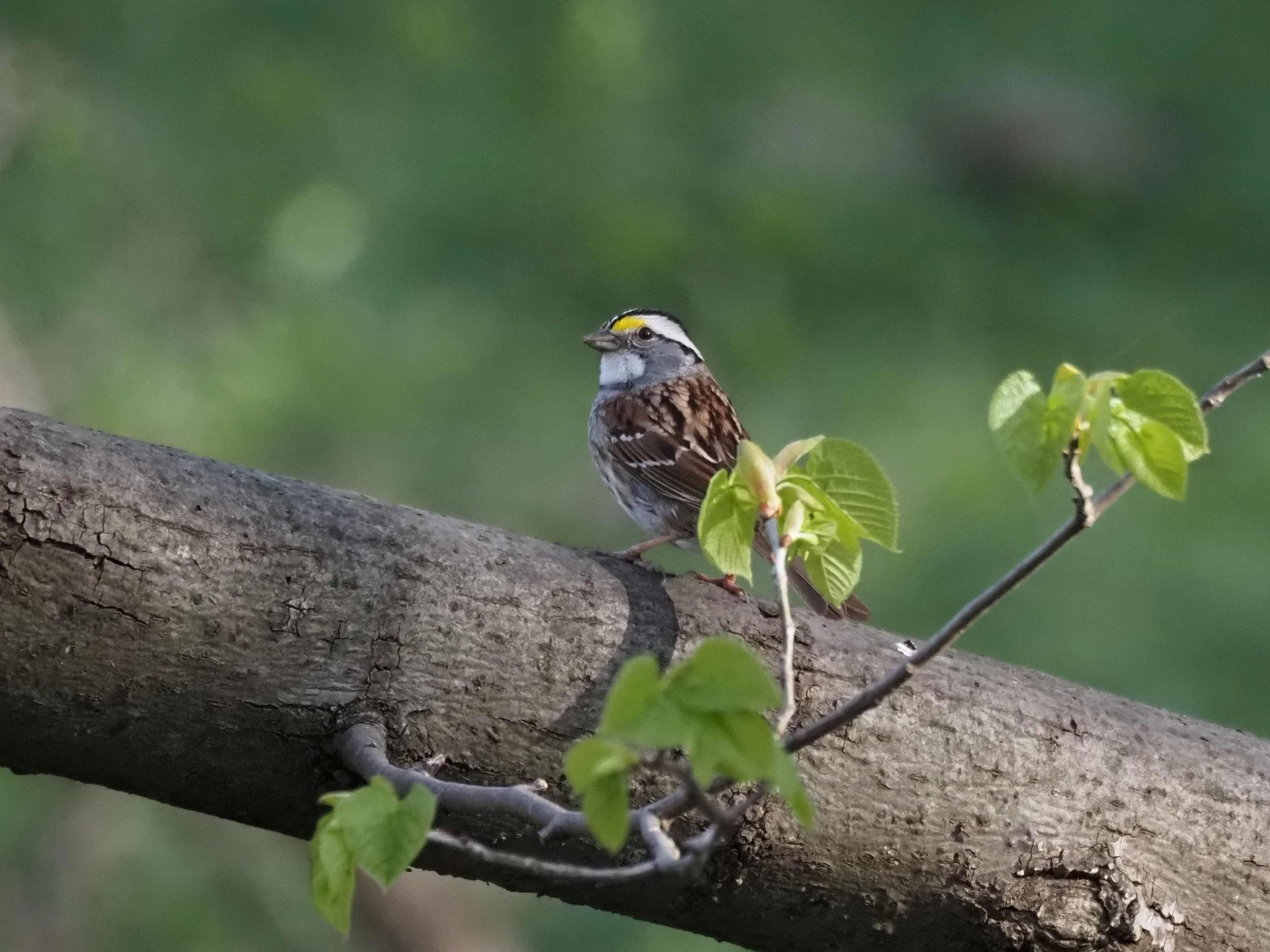 White-throated Sparrow.JPG