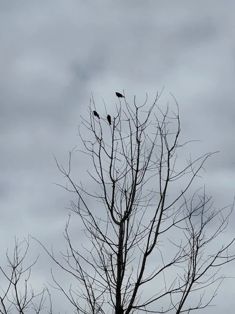 IMG_6382.jpeg