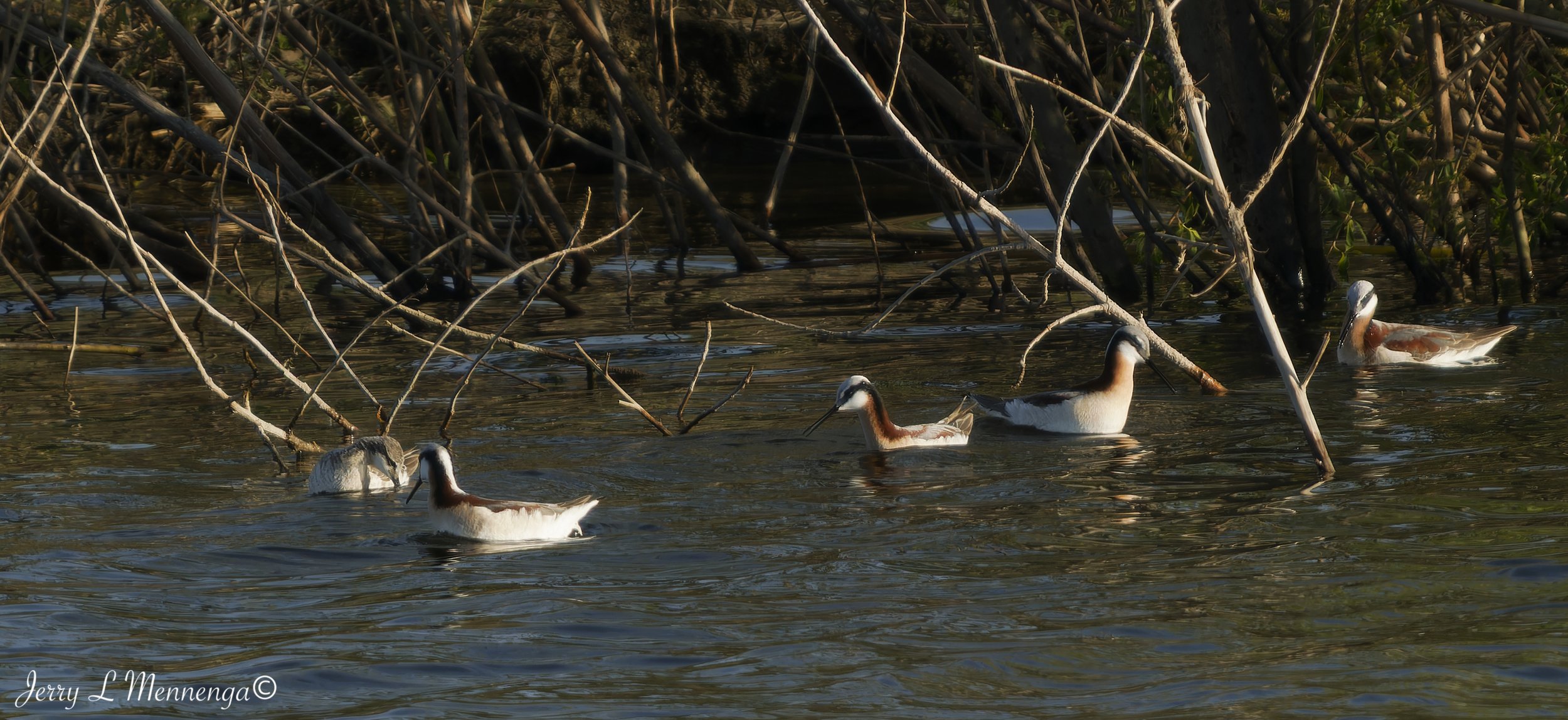 BirdsDairyPond280th202605-03_0153_DxO.jpg