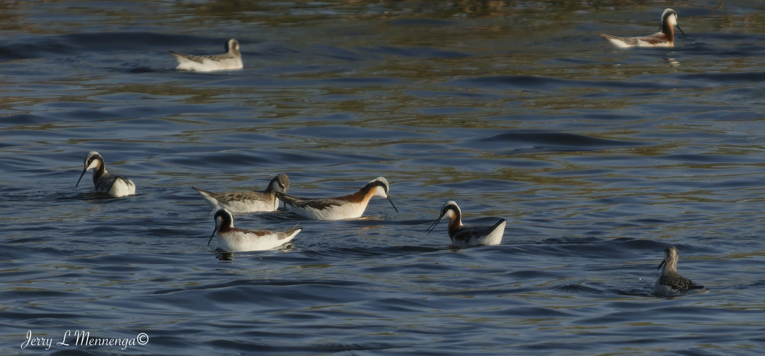 BirdsDairyPond280th202605-03_0195_DxO.jpg