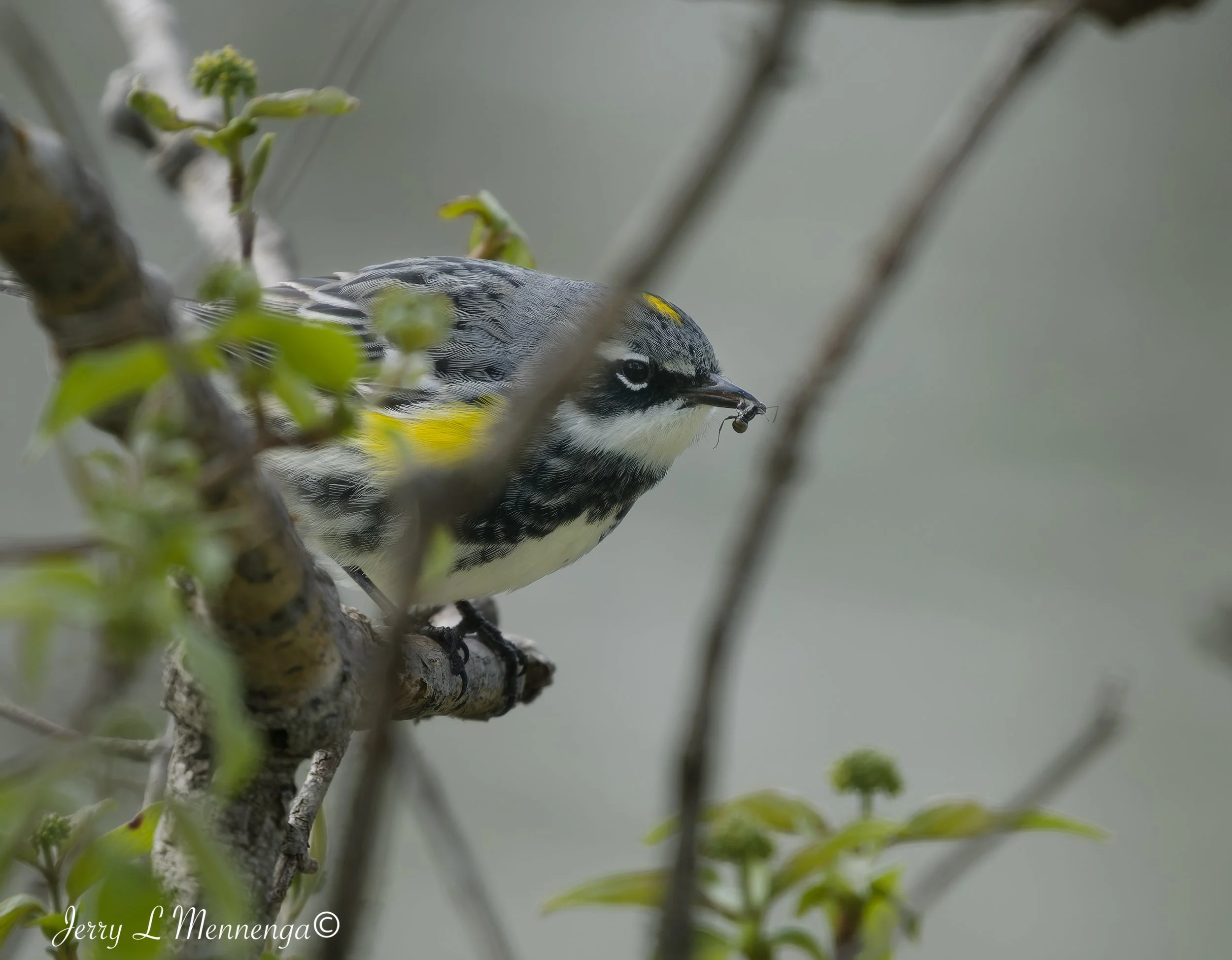 BirdsAdamsHomestead202605-01_0616_DxO.jpg