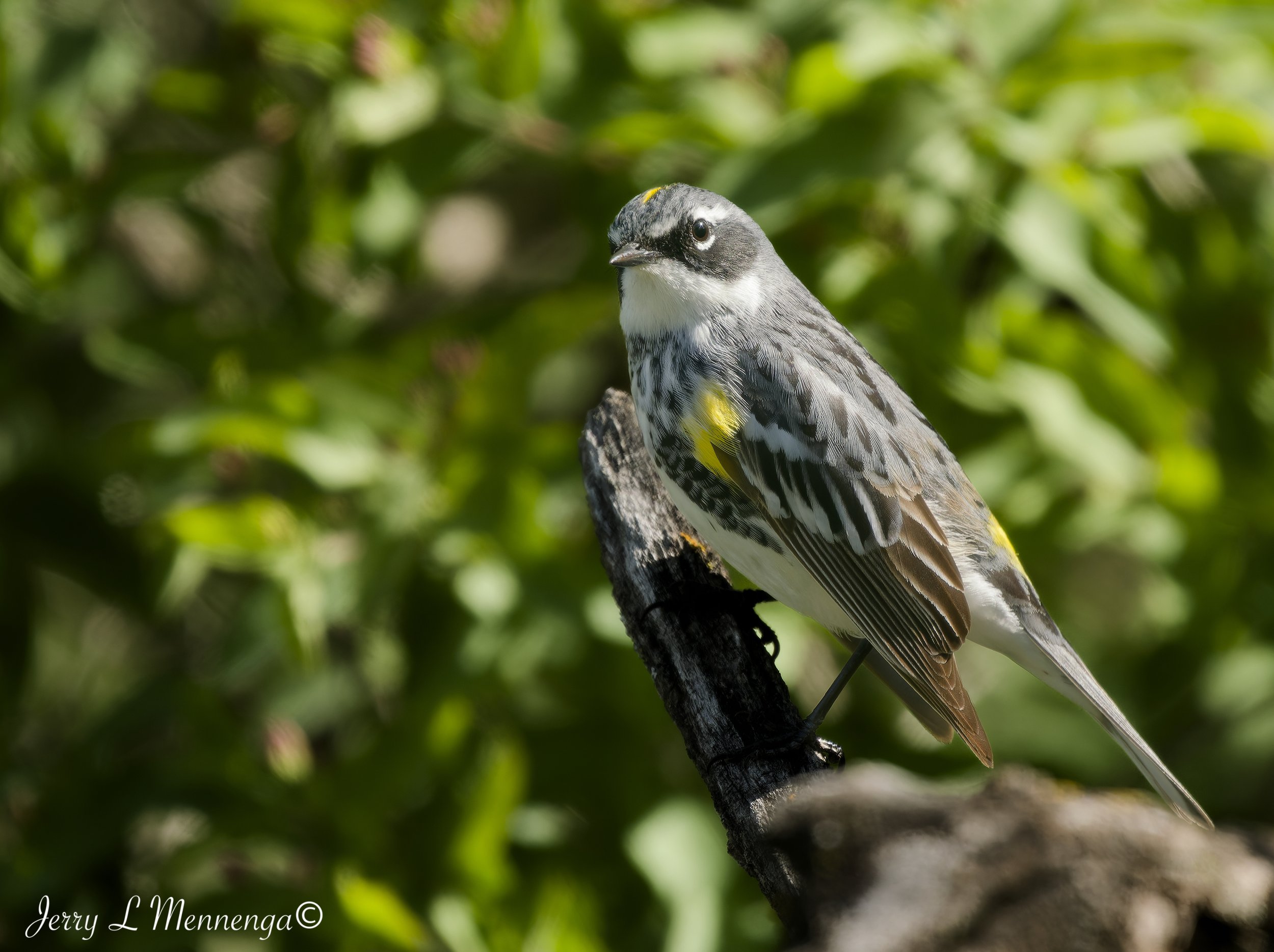 BirdsAdamsHomestead202605-02_0611_DxO.jpg